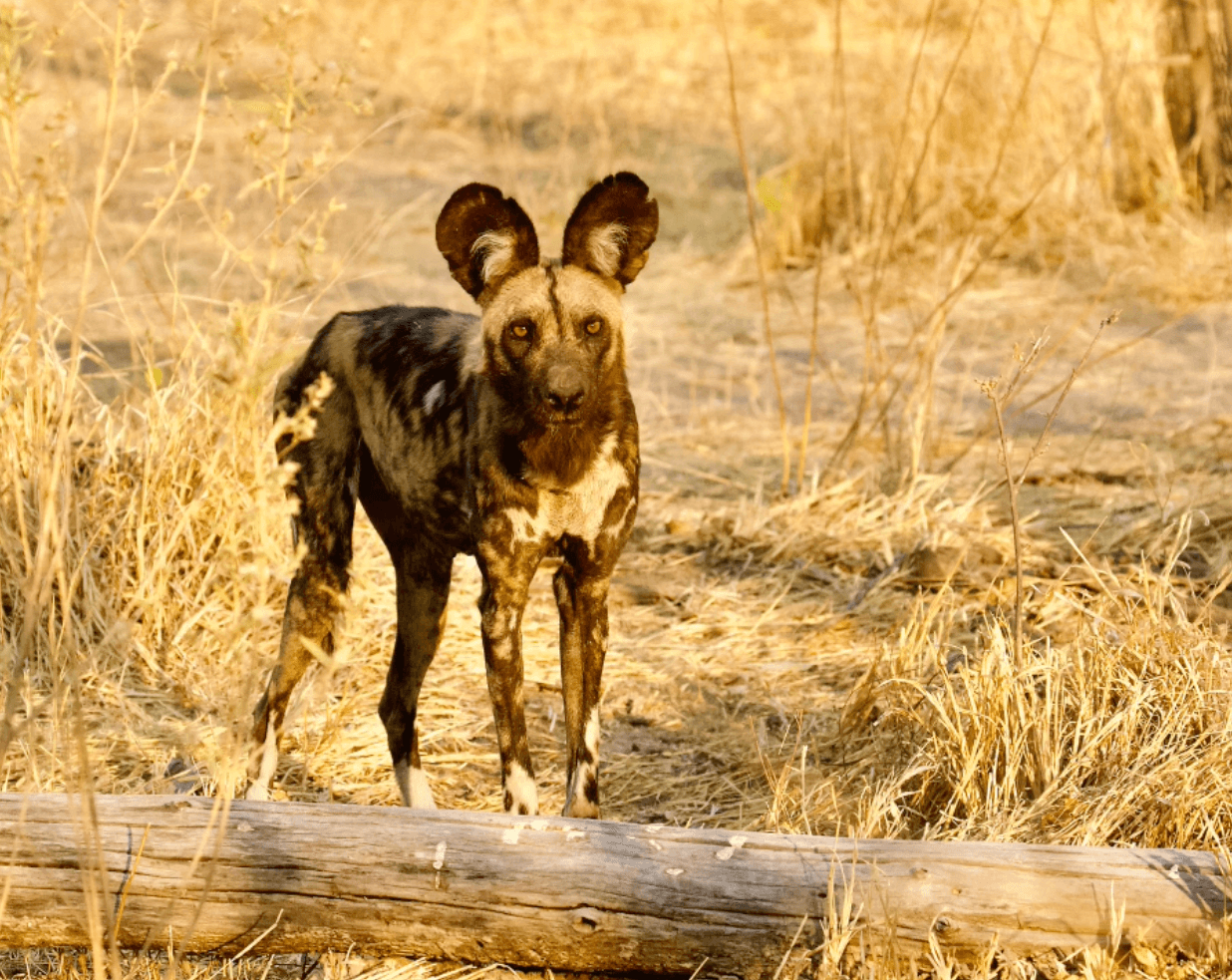 Botswana Wild Dog