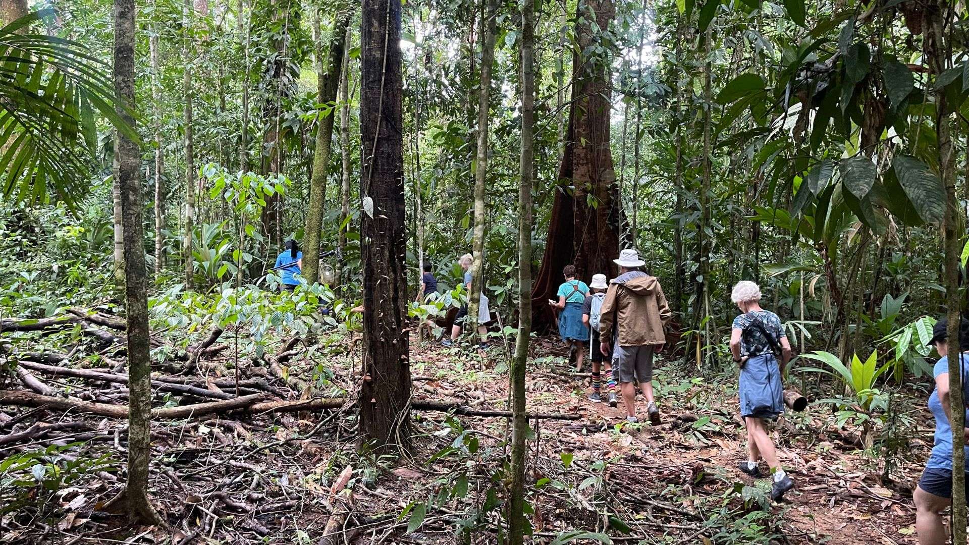 Travelers walking in the Costa Rican forest