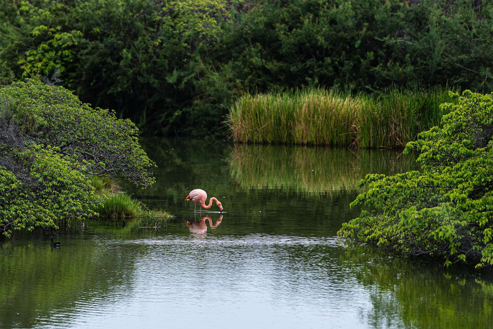 flamingos Rewilding Galápagos Islands green saltwater green space mangroves marshes