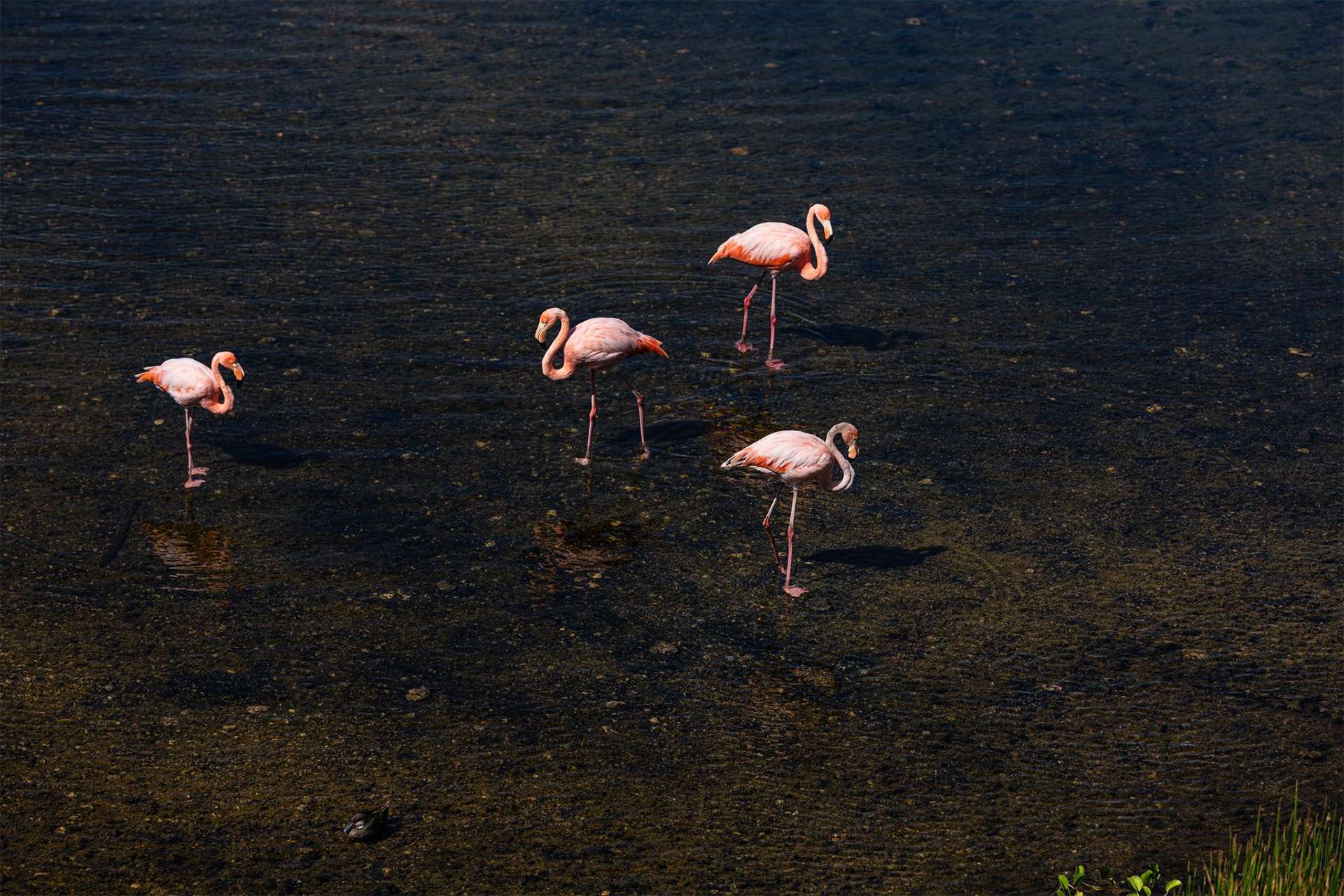 Flamingos pink rewilding movement endangered species Galápagos Islands 