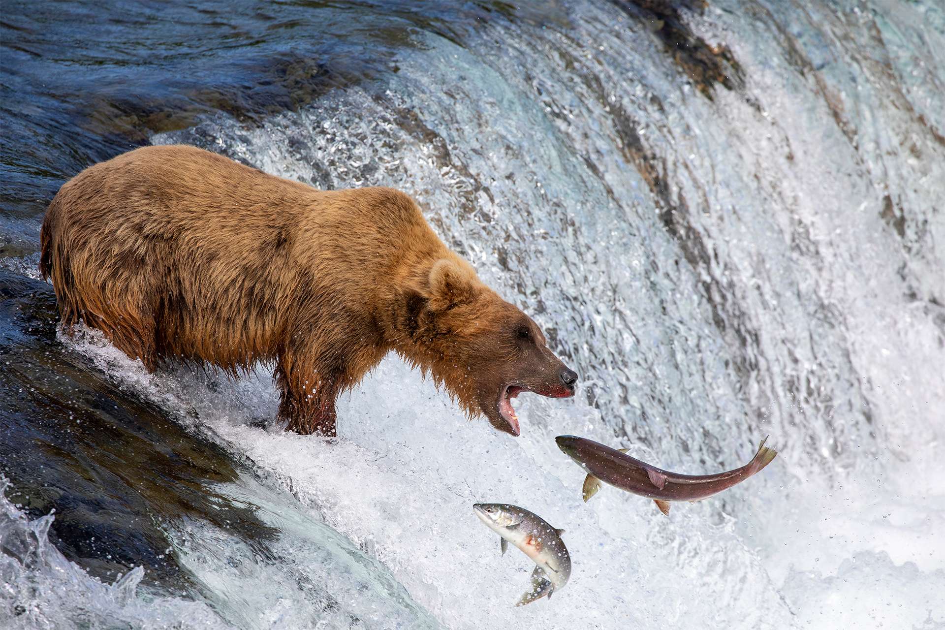 Alaska Bear Coast Brooks Falls Katmai National Park grizzly bear brown bear fishing salmon sockeye salmon runs