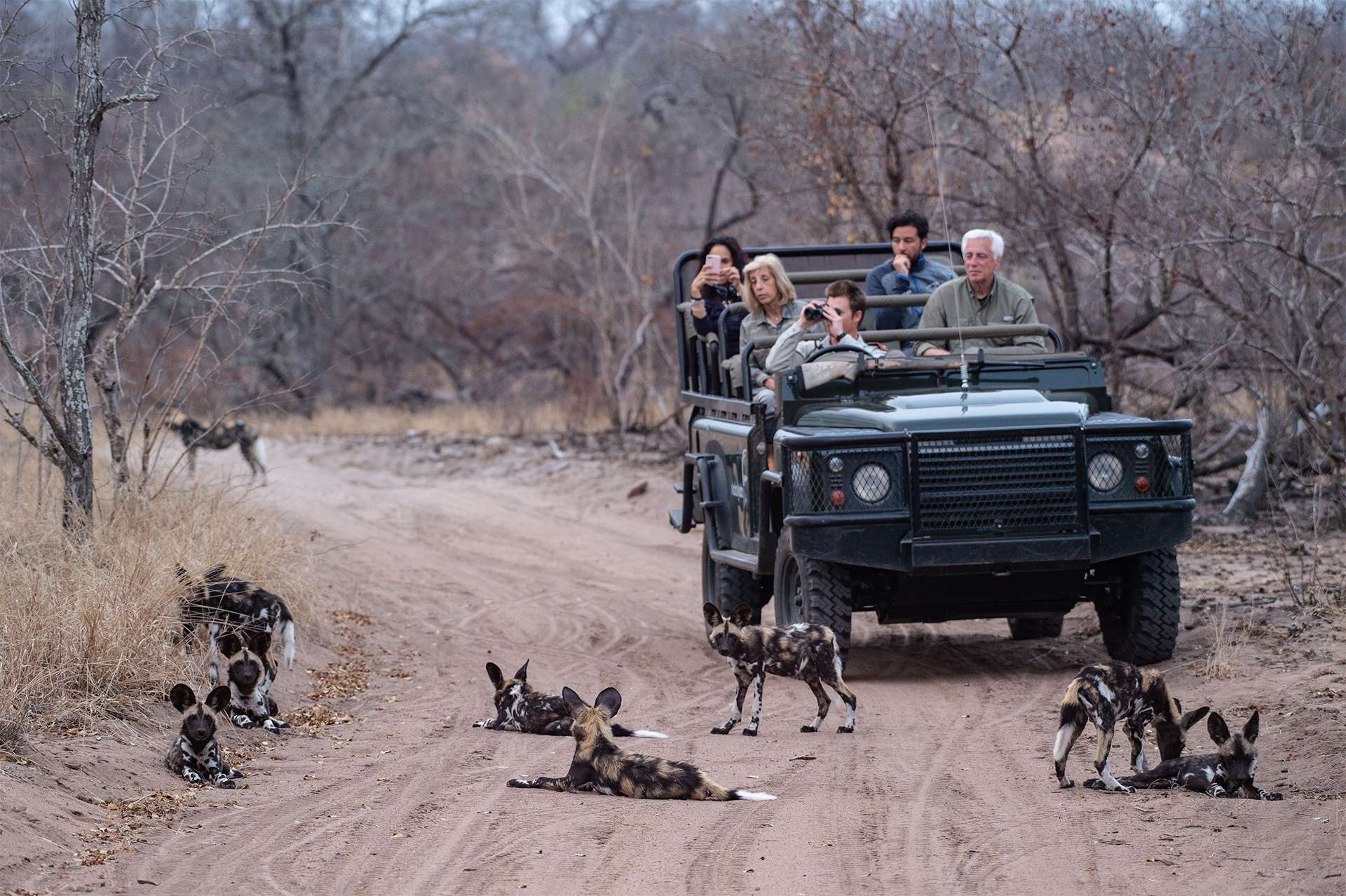 travelers with nat hab and WWF on safari photographing a pack of painted dogs African wild dogs endangered species 