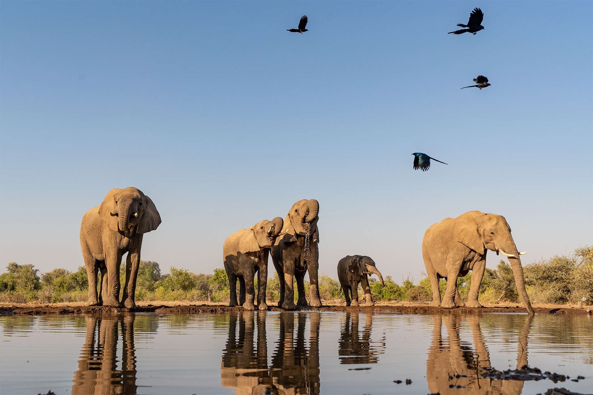 Elephants and birds watering hole water conservation South Africa 