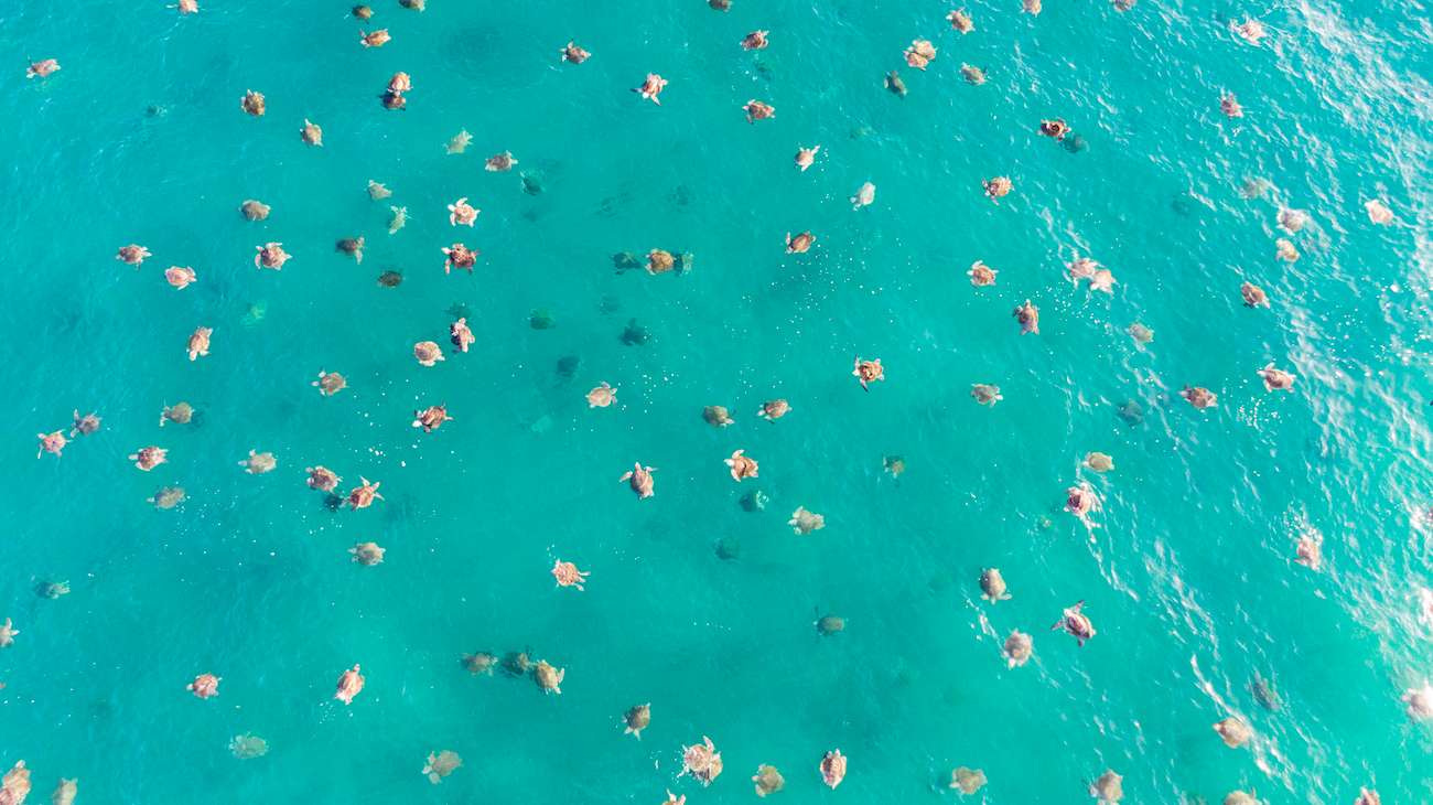 Sea turtles swimming in the ocean