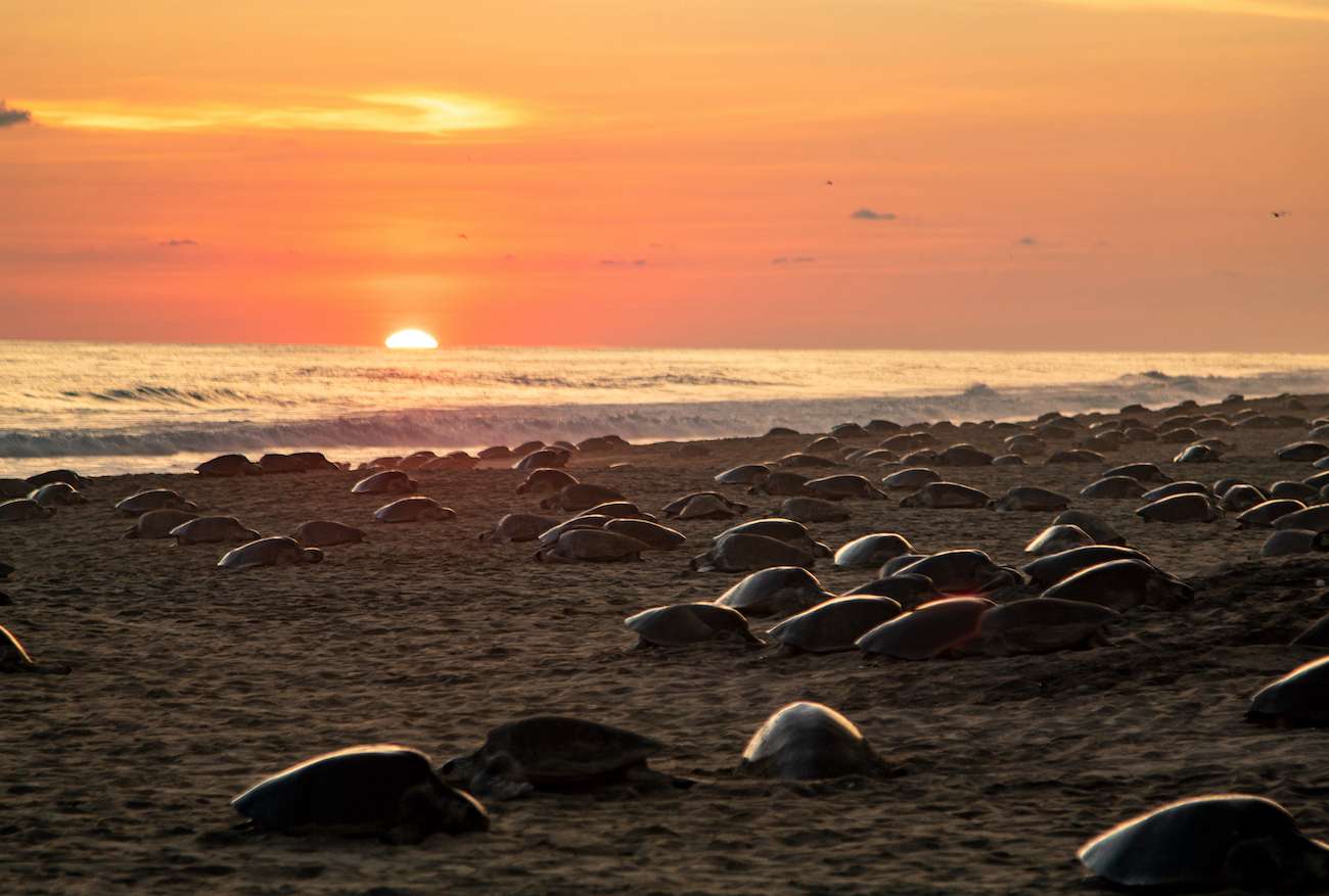 Sea turtles onshore at sunset TeamJiX