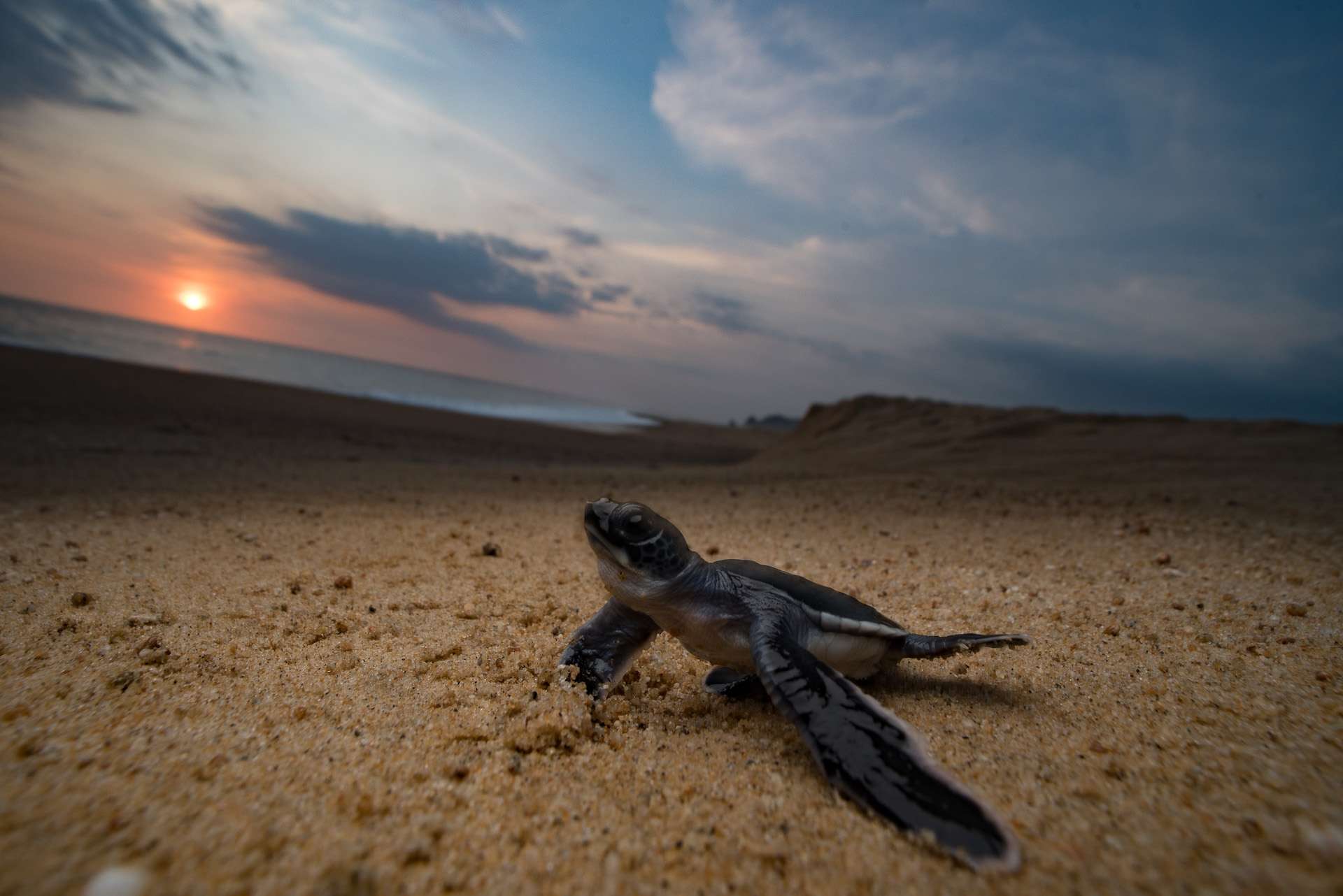 A baby sea turtle makes its way to the ocean