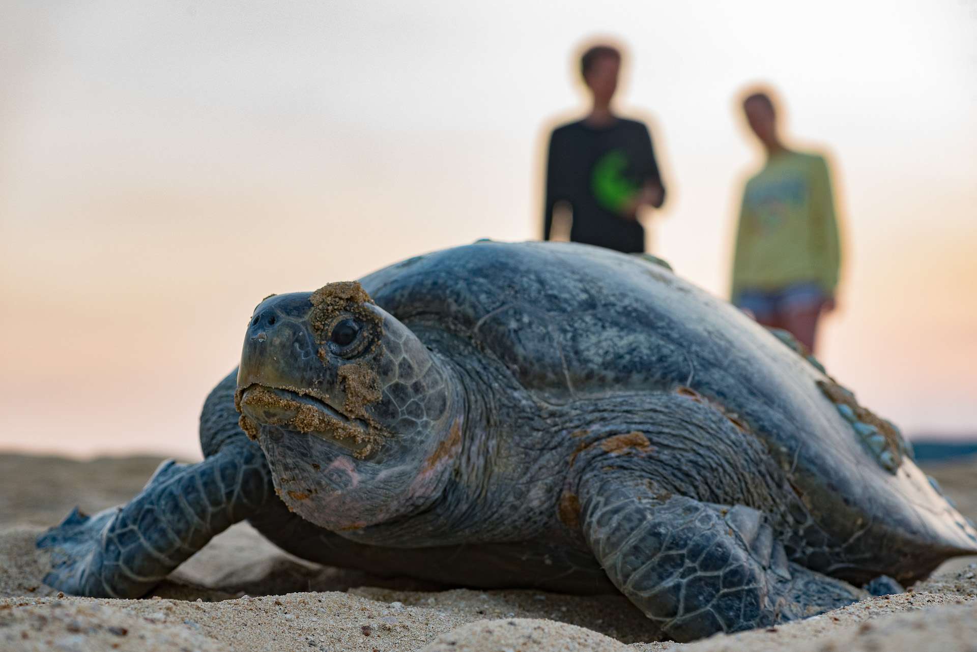 Sea turtle on the beach with travelers in the background TeamJiX