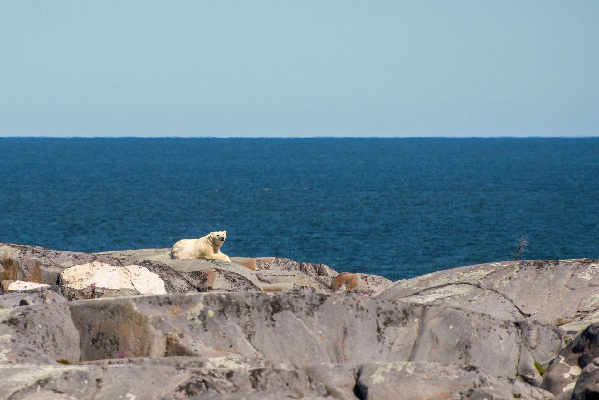 Polar bear resting in the breeze TeamJiX