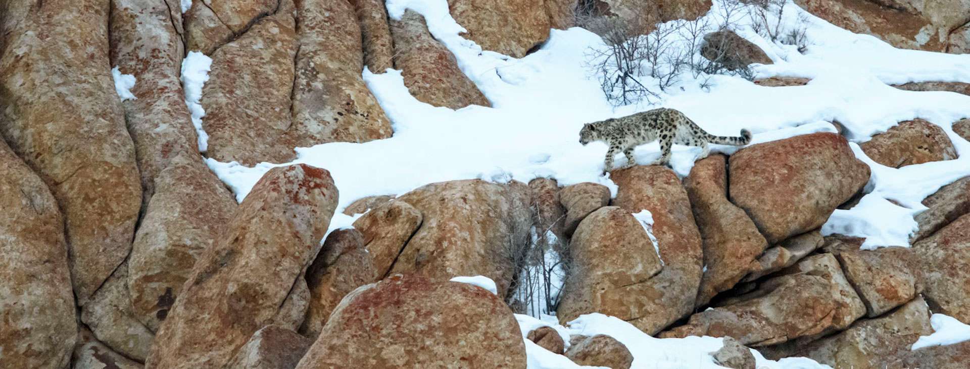 Snow Leopard by Nick Garbutt