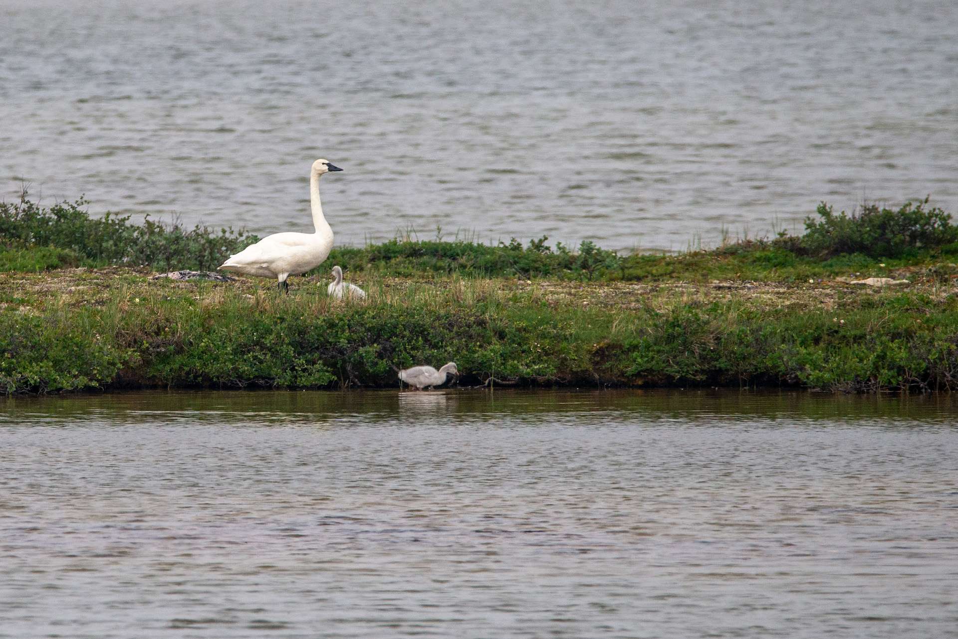 Tundra Swan and signets in Churchill TeamJiX