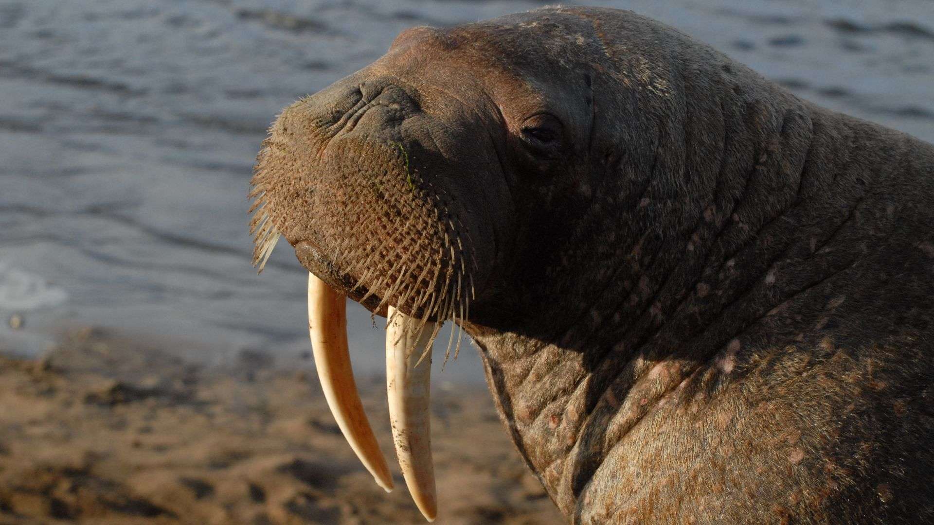 Walrus up close in Russian Arctic