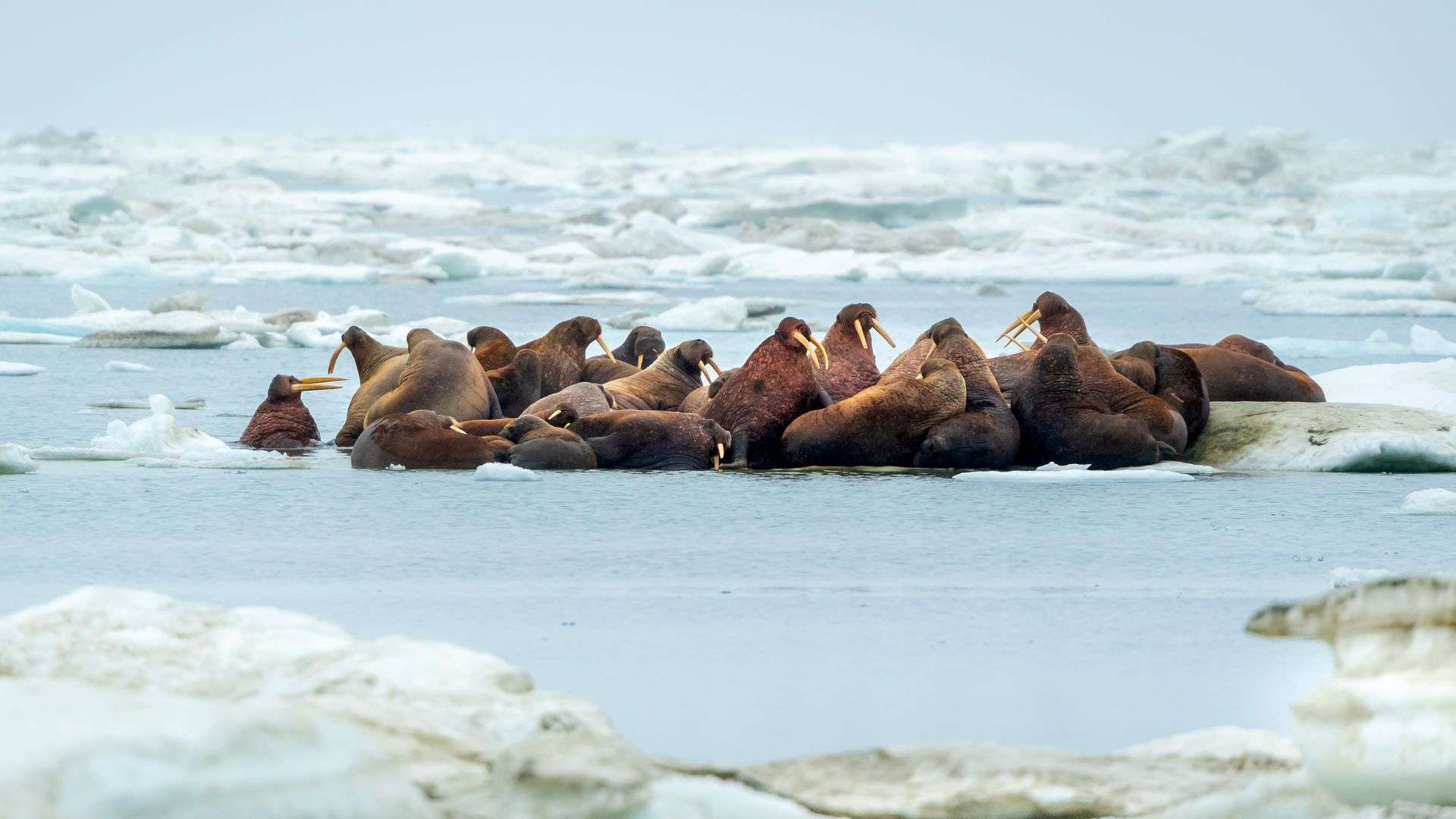 A herd of walruses (Odobenus rosmarus) on an ice floe. Svalbard, Norway.