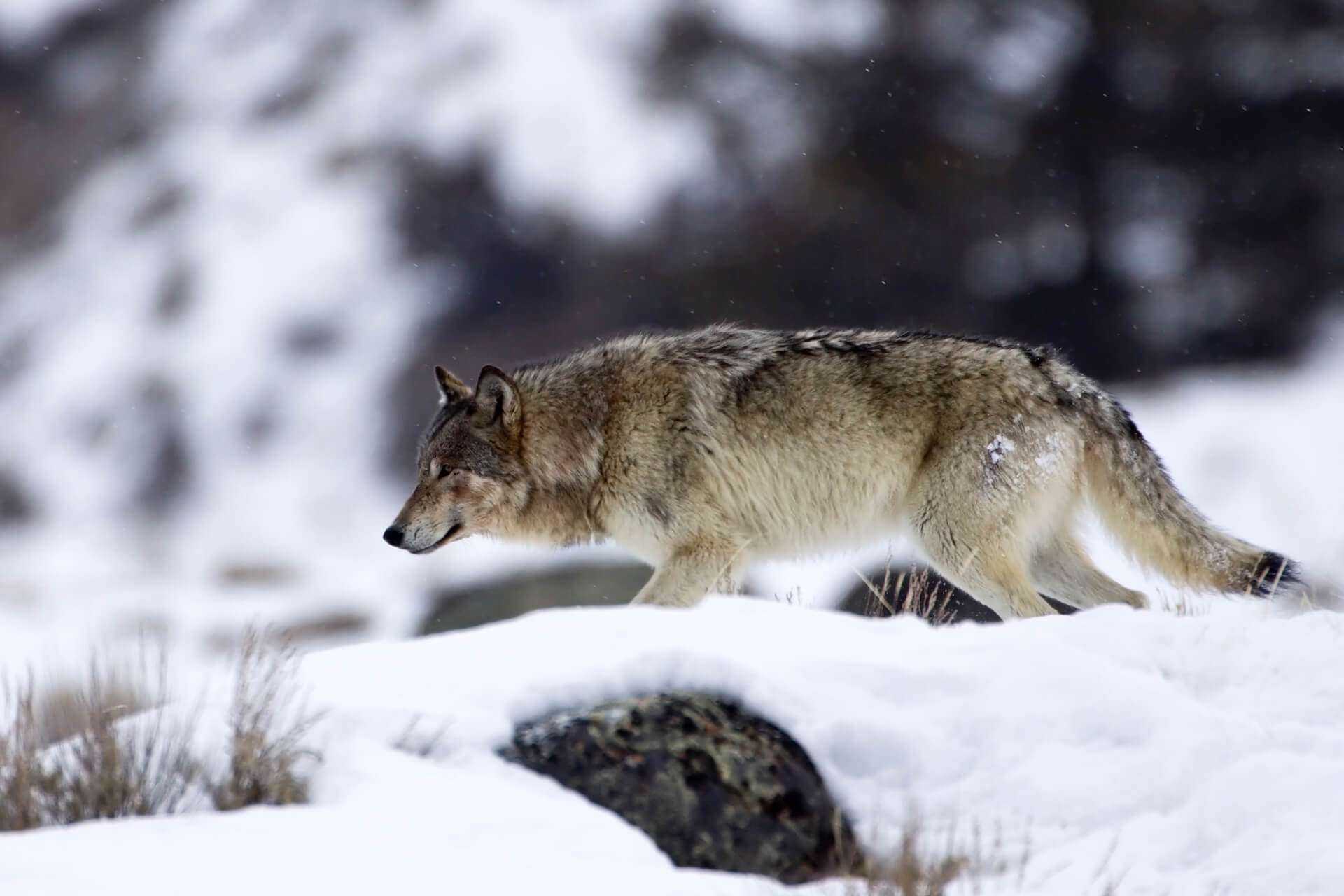 Yellowstone Wolf