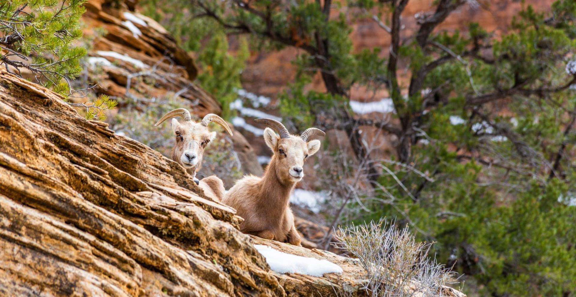 Zion New Year tour from Off the Beaten Path