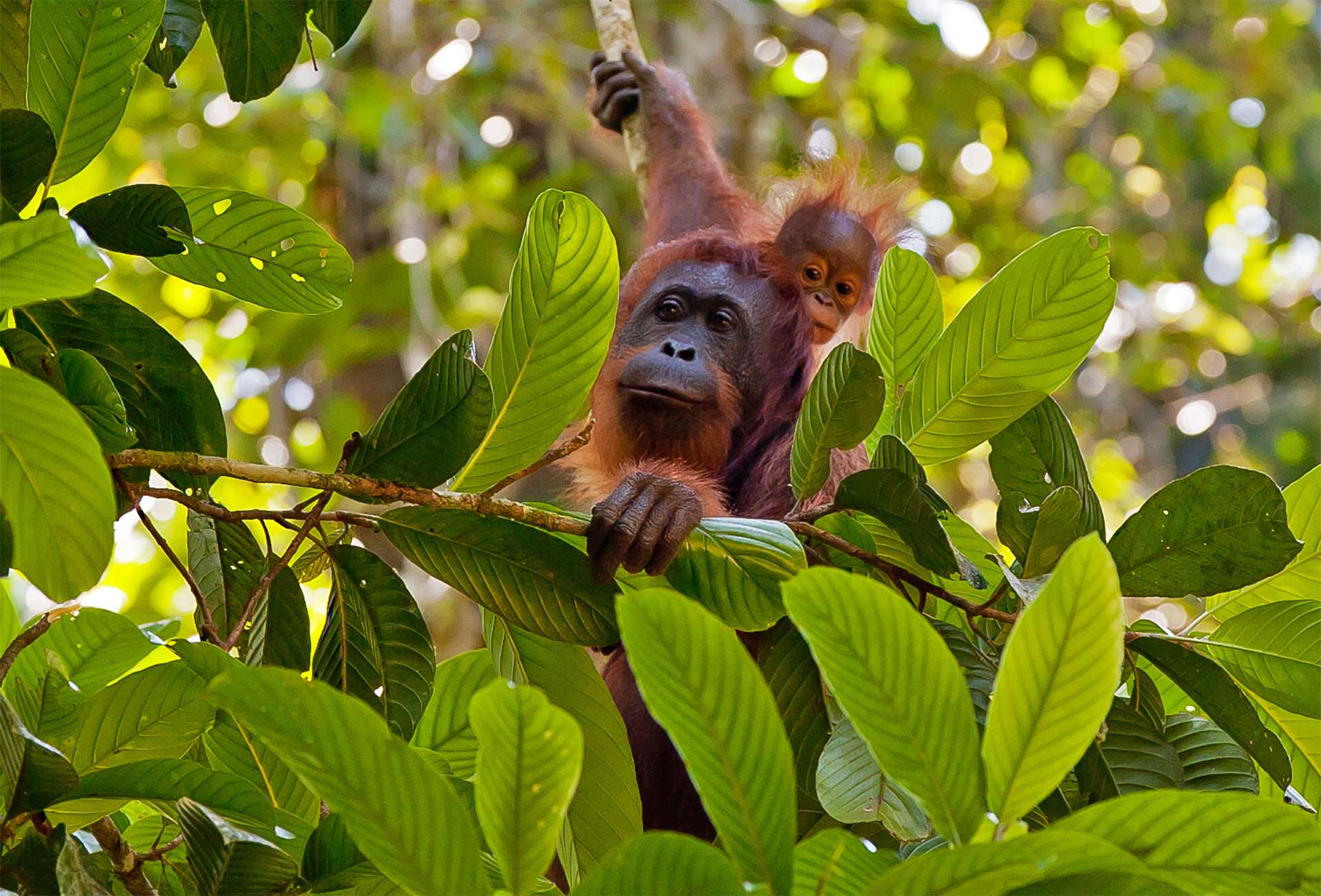 Borneo Indonesia orangutan mother and baby endangered Sumatran primates