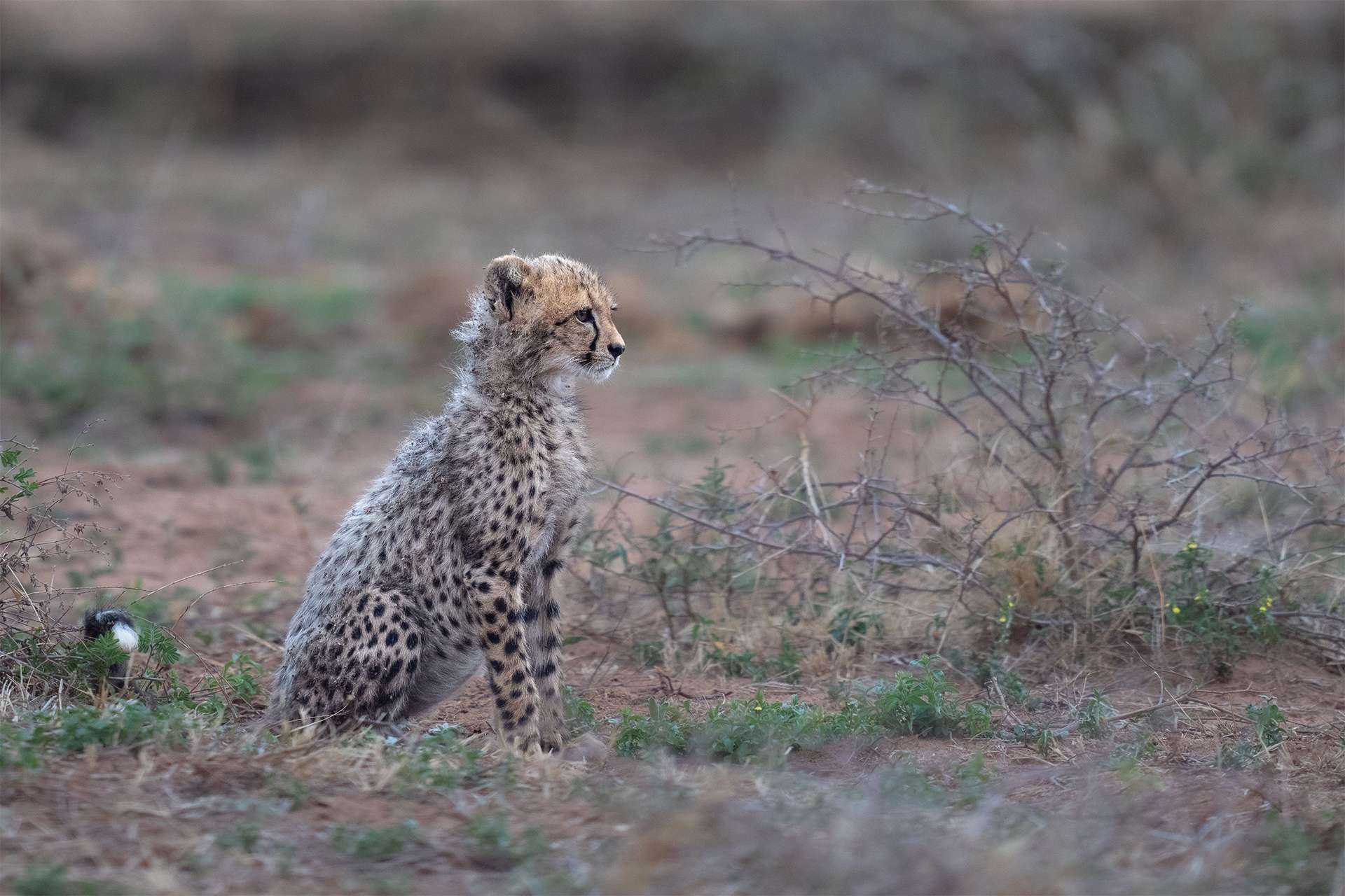 Young cheetah cub stares out into distance African safari grasslands