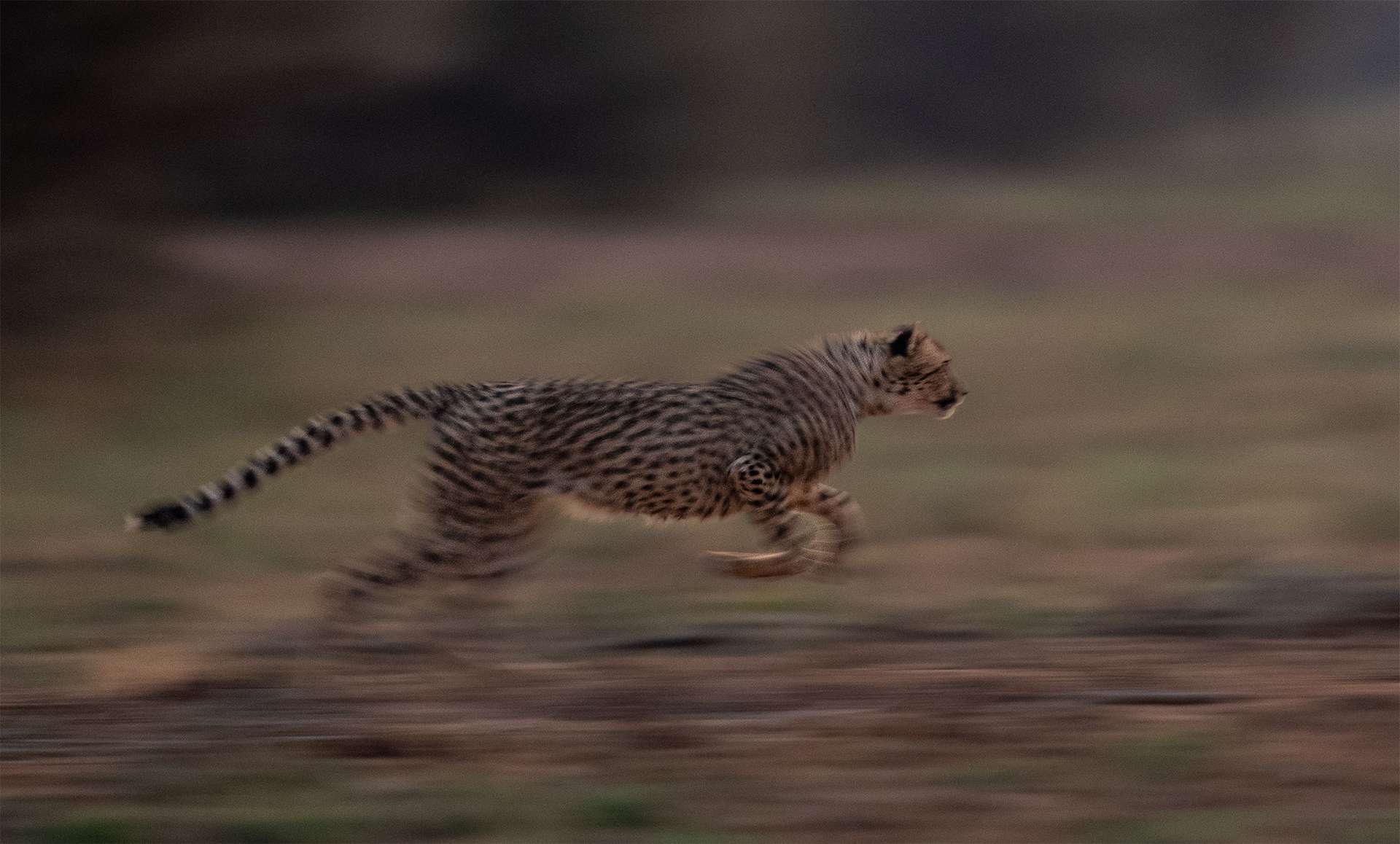 Cheetah running fast across plains of africa grasslands hunting for prey