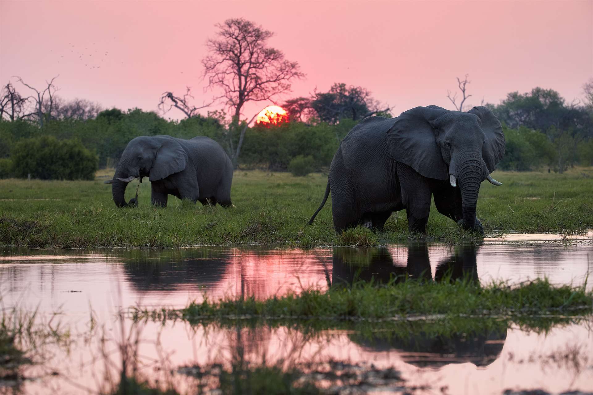 Sunset in the Okavango Delta wilderness, Botswana. Two African elephants, Loxodonta in the river Khwai against a red sunset reflected on the water surface. Safari animals concept.