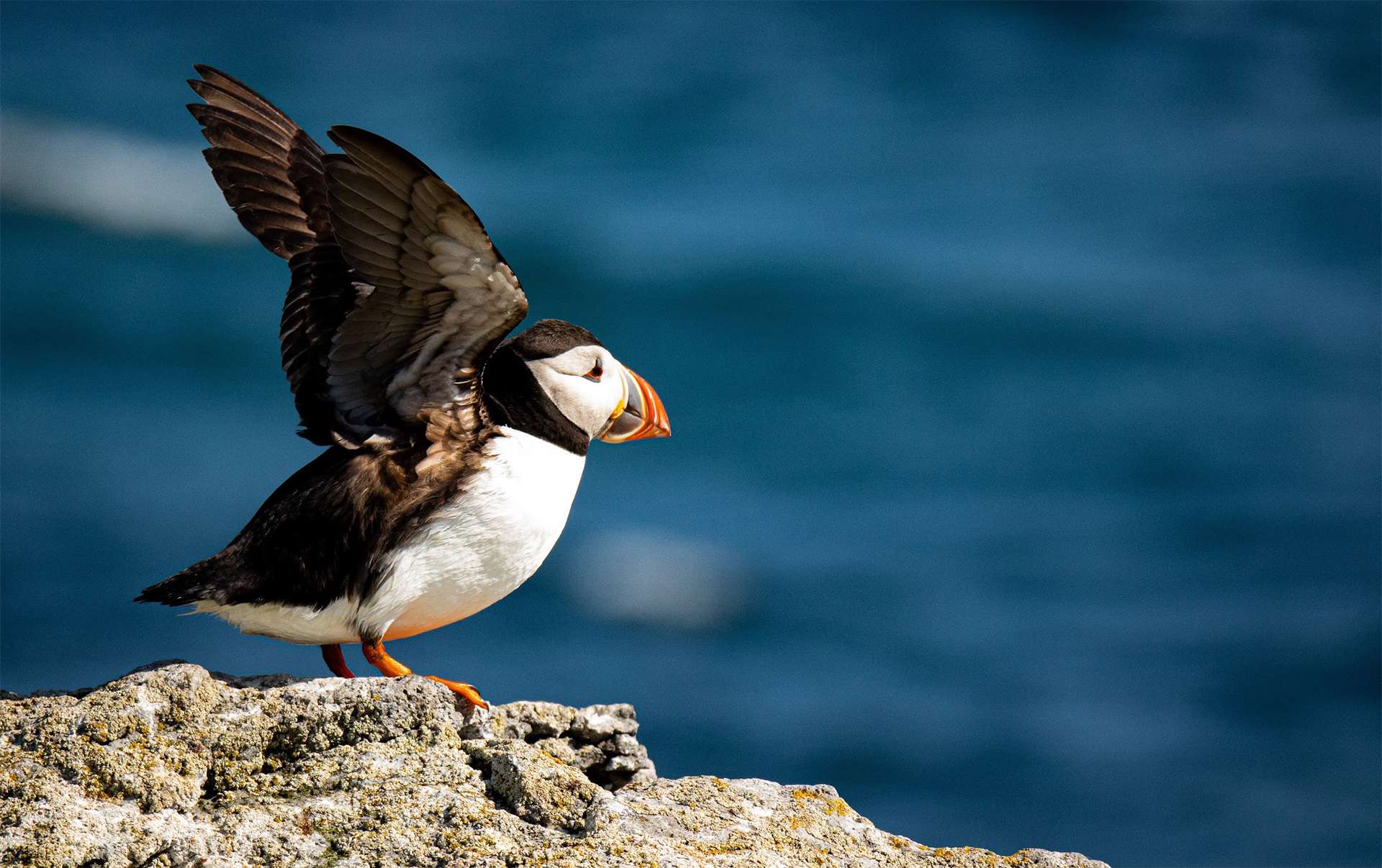 Puffin stretches wings ready to take flight off cliffs and fish hunt in the Atlantic Ocean waters