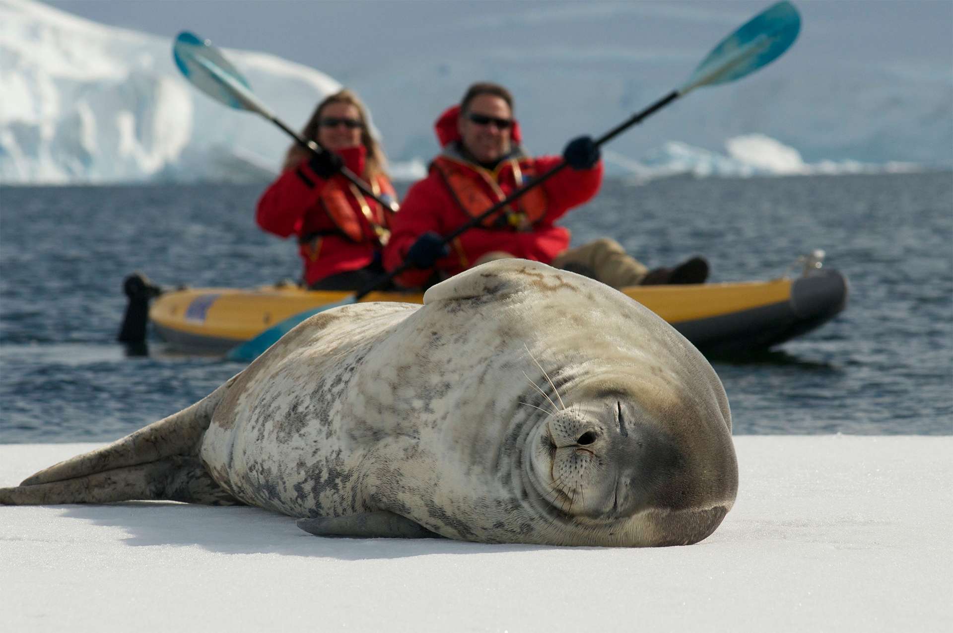 Travelers kayak in Antarctica alongside sleeping seal on a National Geographic Linblad Expeditions trip 