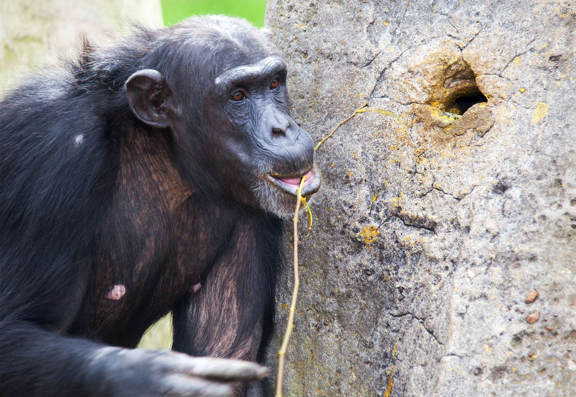 C himp using tools Common chimpanzee, Pan troglodytes (West and Central Africa)