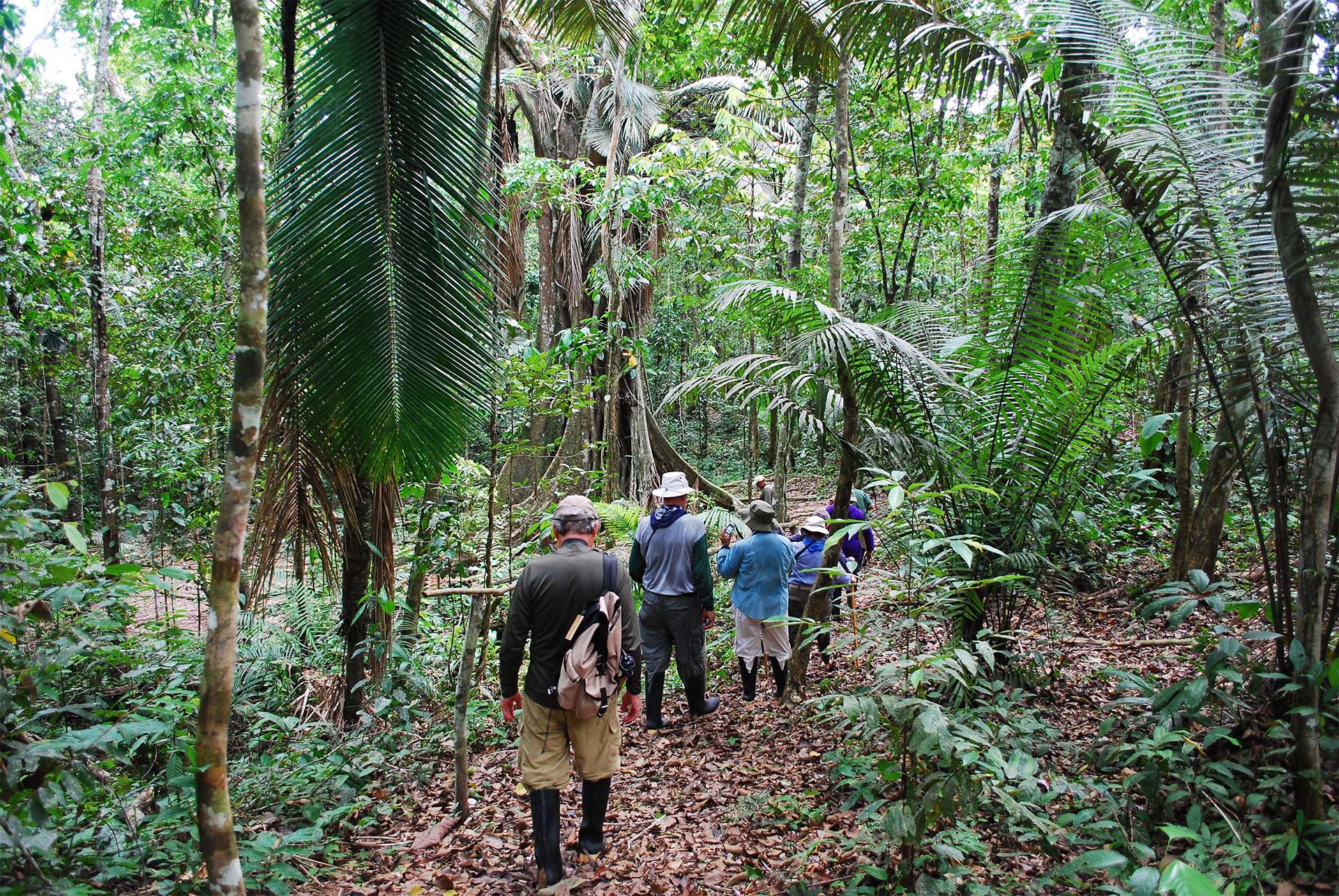 Rain forest rainforest hike trekking in the amazon South America 