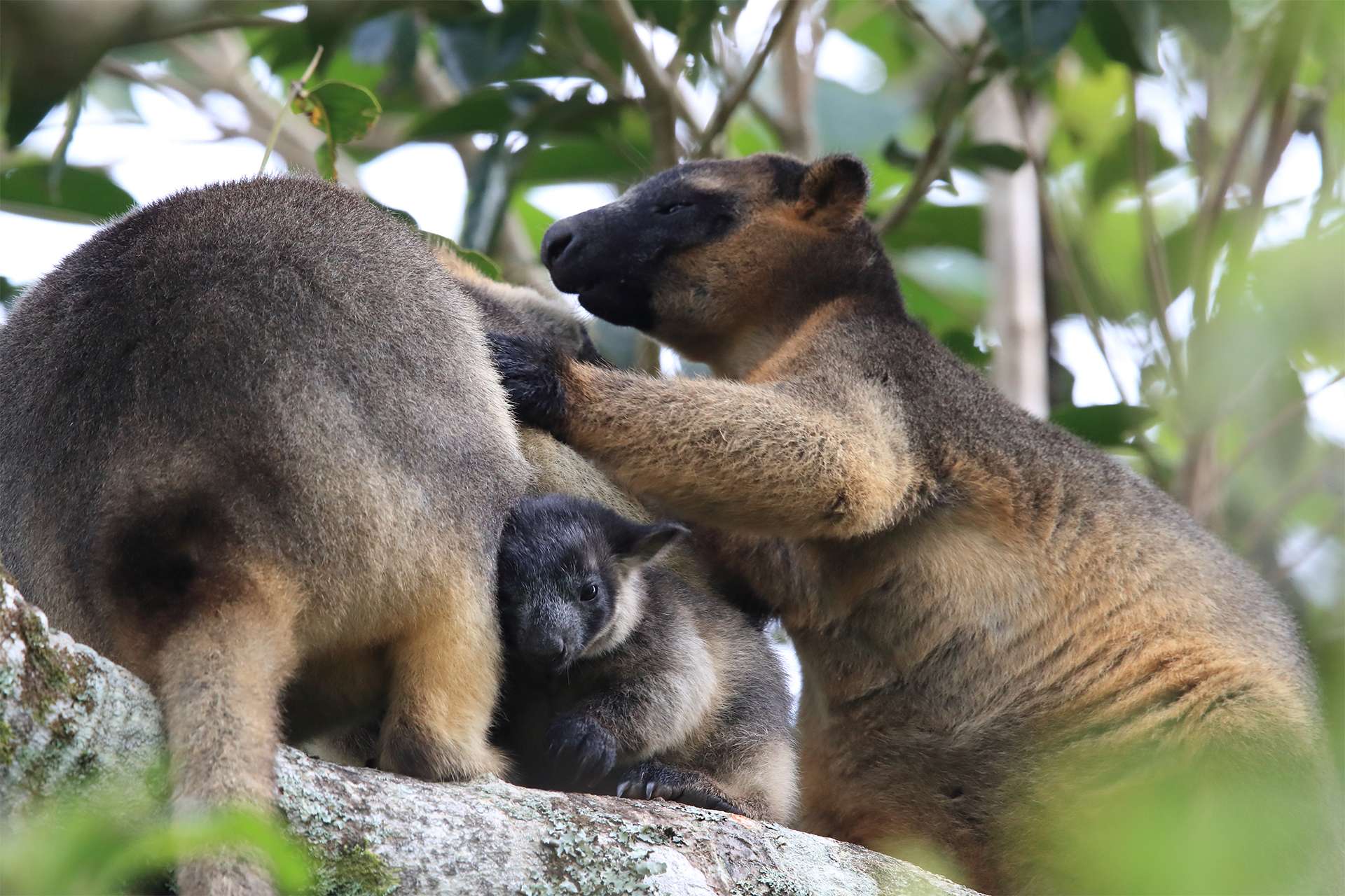 A Lumholtz's tree kangaroo (Dendrolagus lumholtzi) cub with Mother in a tree Queensland, Australia