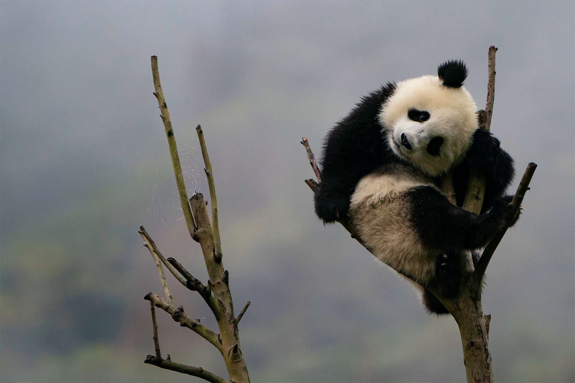 Giant panda wild panda bear china 