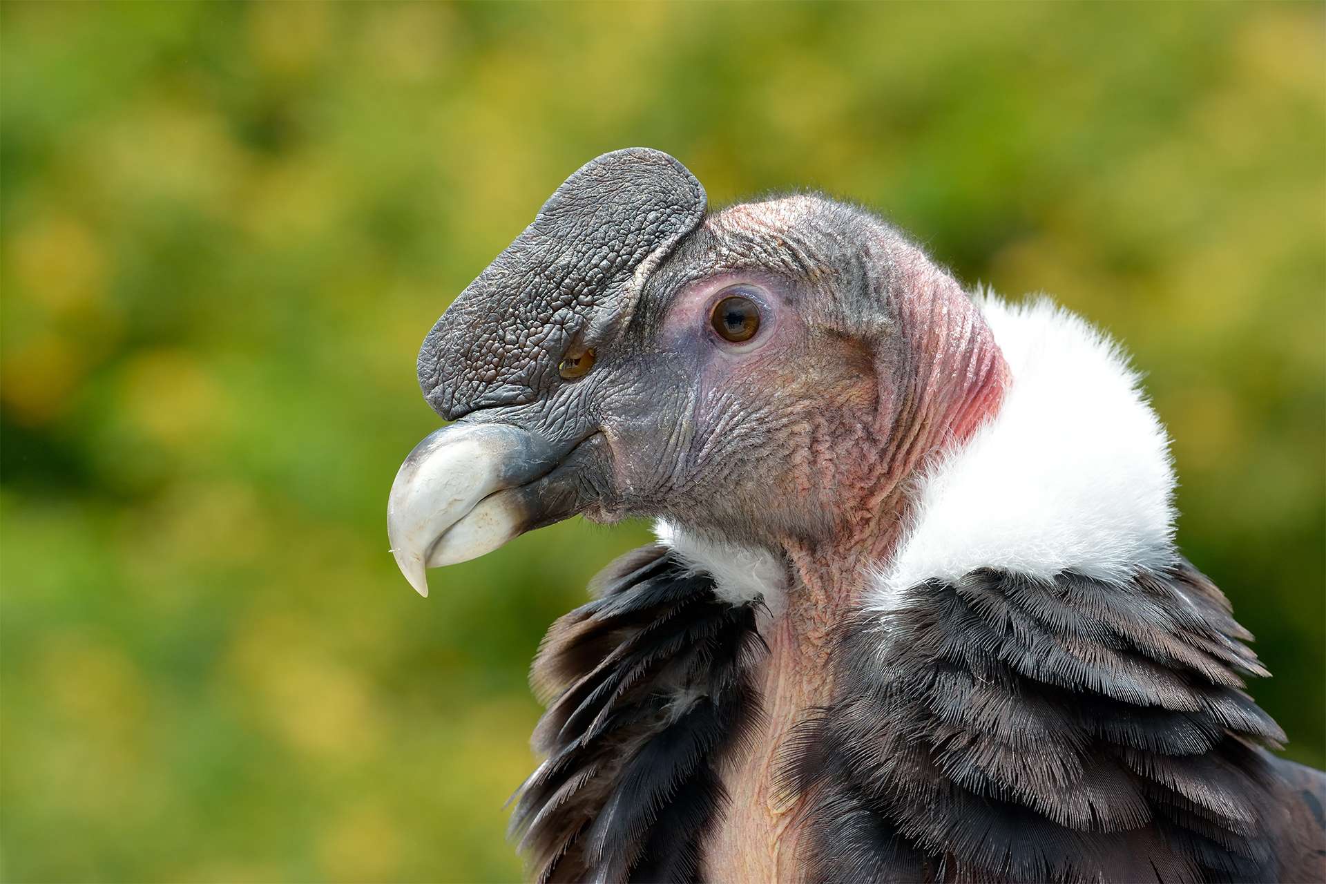 Andean Condor (Vultur gryphus) close-up portrait