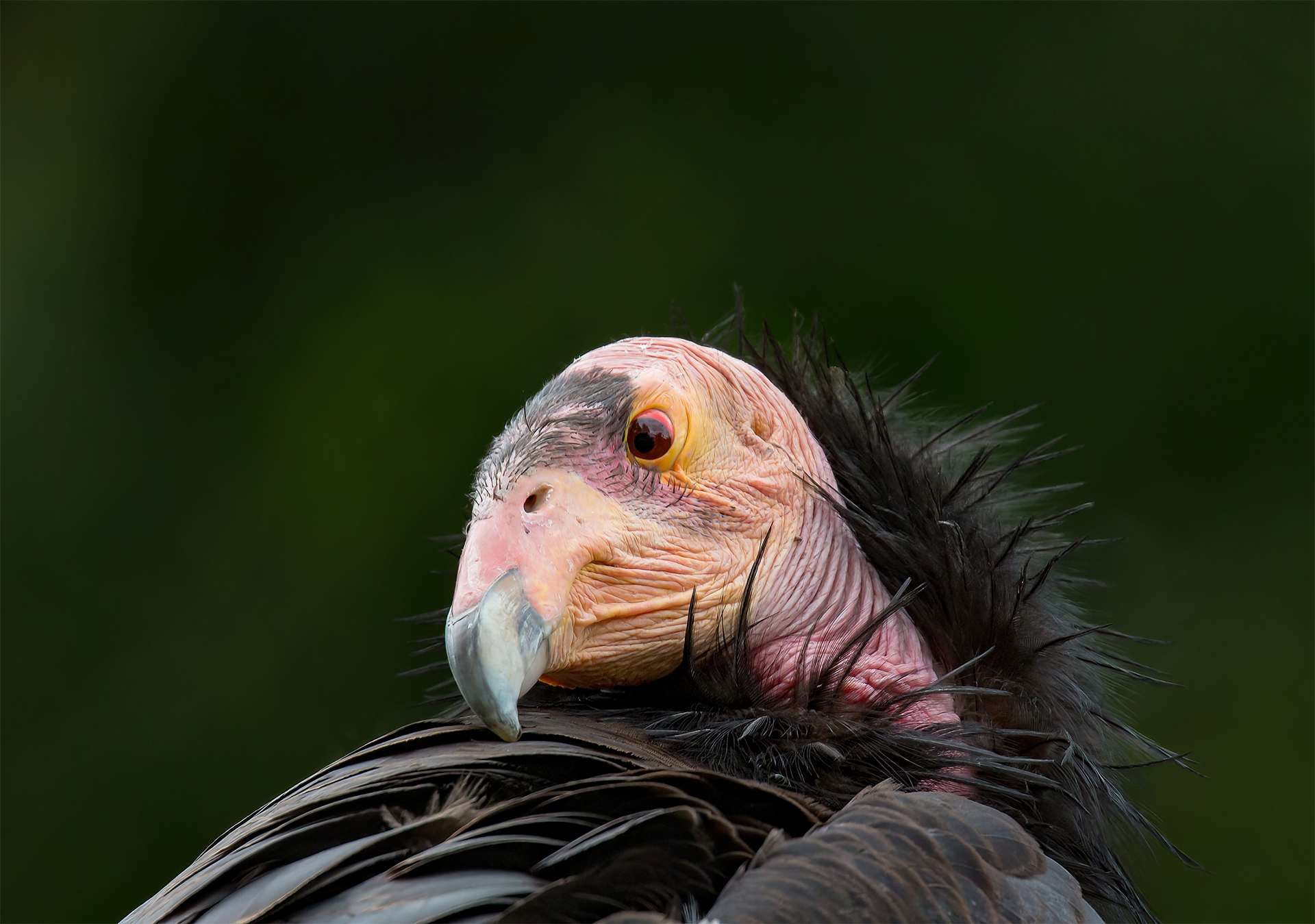 The California condor is a New World vulture, the largest North American land bird. This condor became extinct in the wild in 1987, but the species has since been reintroduced, several western states.