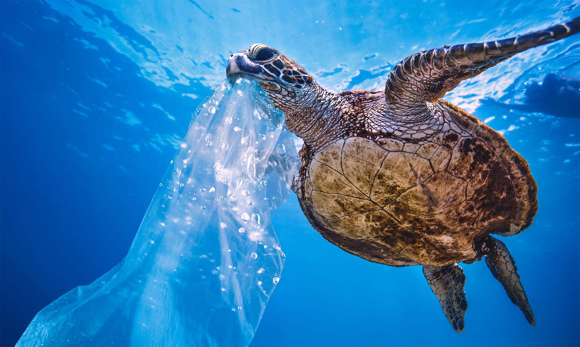 Plastic in Sea Water, turtle eating bag thinking that is a jellyfish, environmental pollution problem Climate change