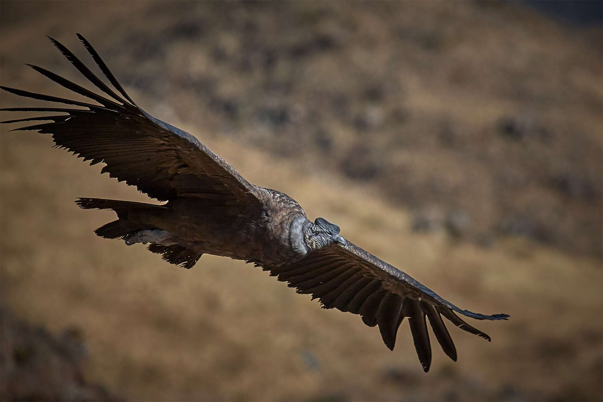 The Andean Condor, Vultur gryphus, is a vulture-like bird species found in the Andes mountains and adjacent Pacific coasts of western South America. It is the largest flying land bird in the Western Hemisphere and the heaviest member of the order Ciconiiformes. The condor is primarily a scavenger, feeding on carrion, and belongs to the New World vulture family Cathartidae. Although about 5 cm shorter (beak to tail) on average than the California Condor, the Andean Condor is undoubtedly larger in wingspan: 108-122 in (274-310 cm). It is also heavier: up to 24-33 lb (11-15 kg) for males and 16-24 lb (7.5-11 kg) for females. Overall length can range from 46 to 53 inches (117 to 135 cm). Measurements are usually taken from specimens reared in captivity.