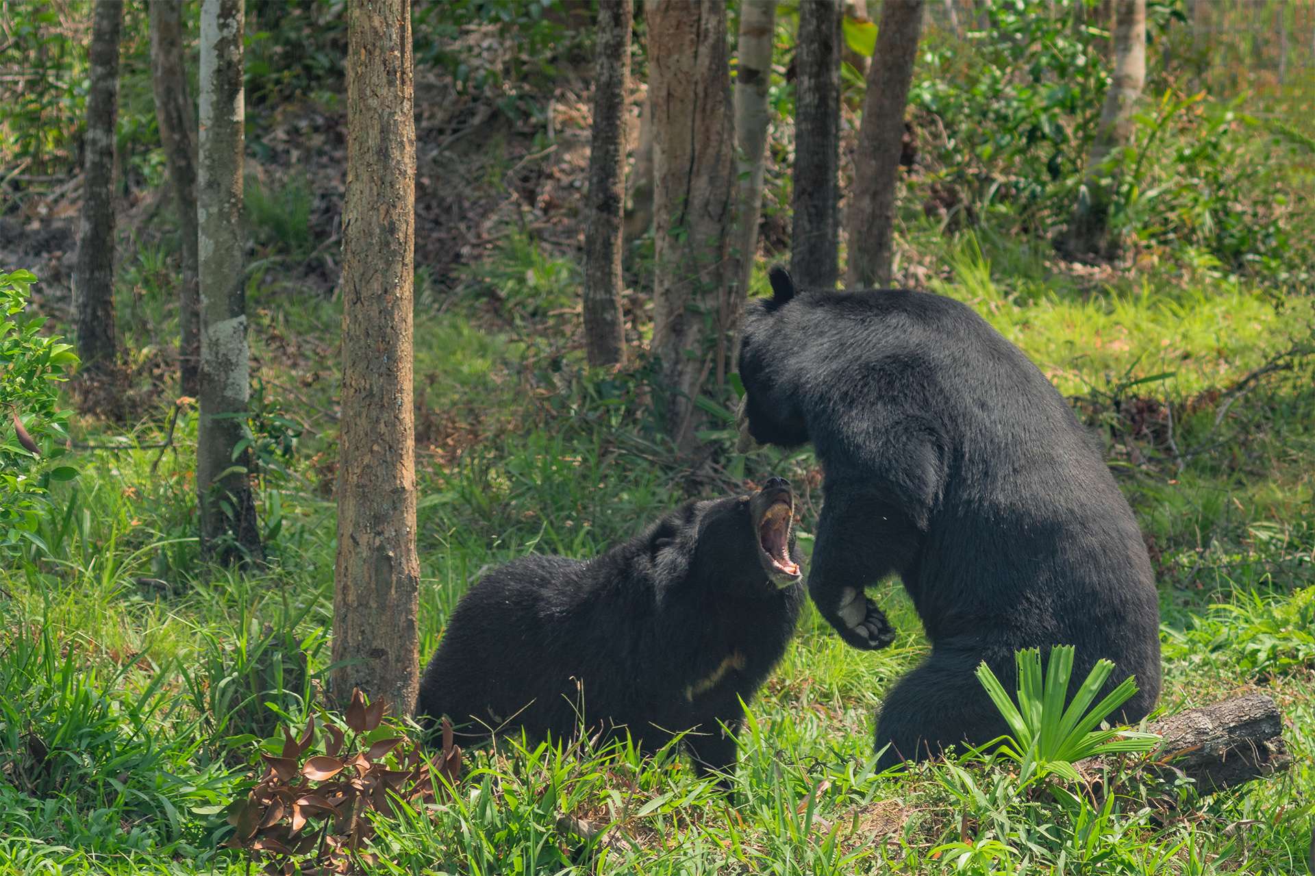 The quarrel of two Asiatic black bears (Ursus thibetanus), also known as the moon bear or the Himalayan bear.