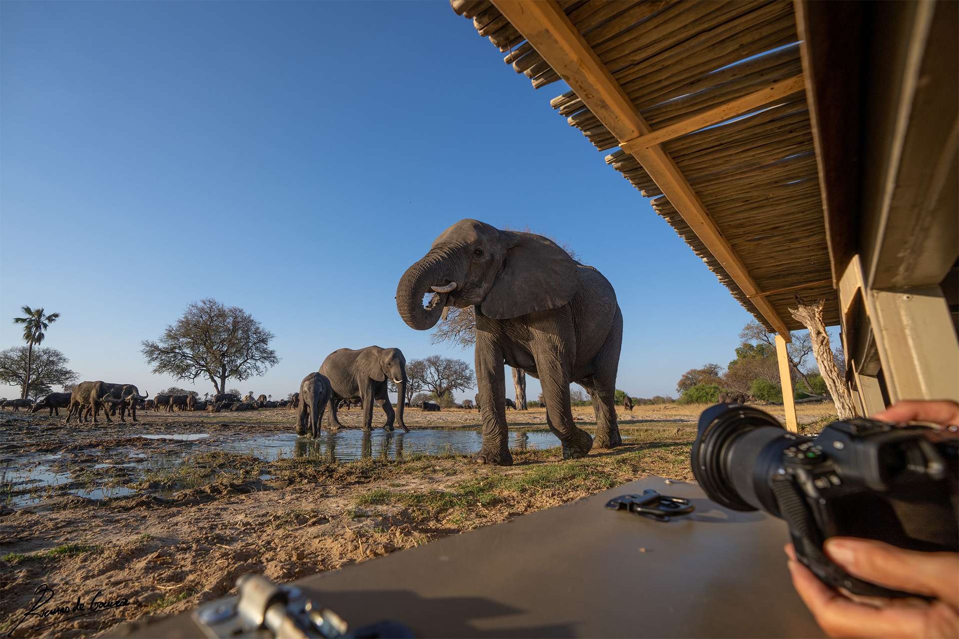 Nat Hab travelers are treated to private wildlife viewing from the comfort of their accommodations. Photographer captures up-close photos of elephants on a wildlife safari in Africa