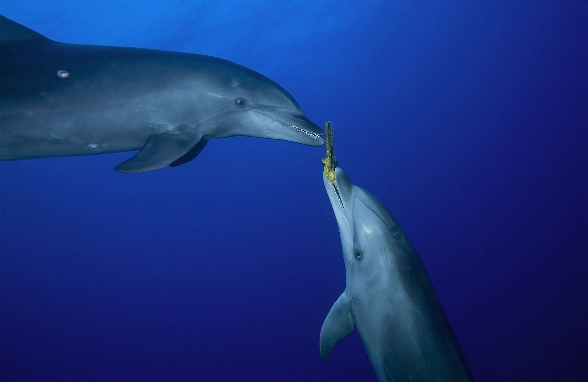 Bottlenose dolphins share sponge as tool for hunting fish