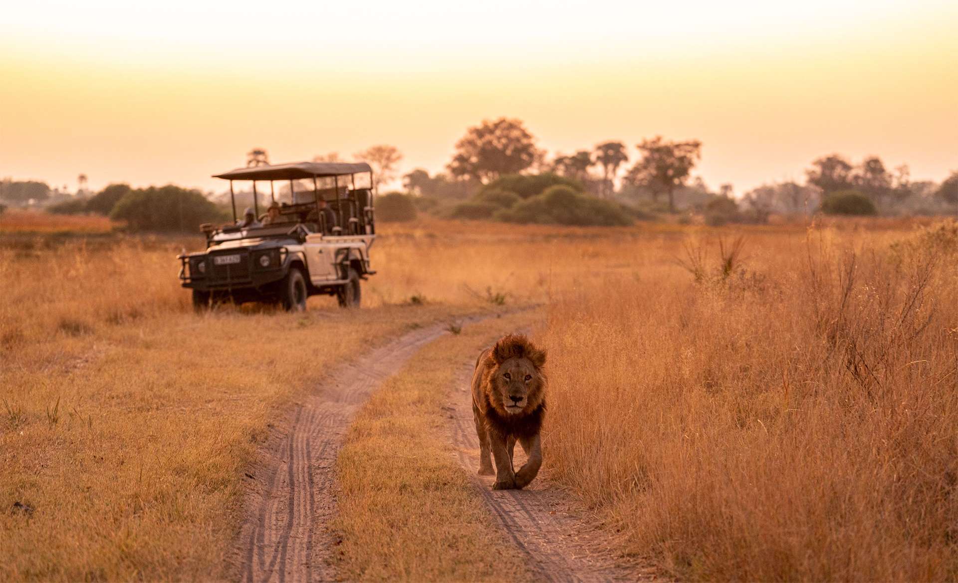 Lion walks toward camera during sunset safari drive