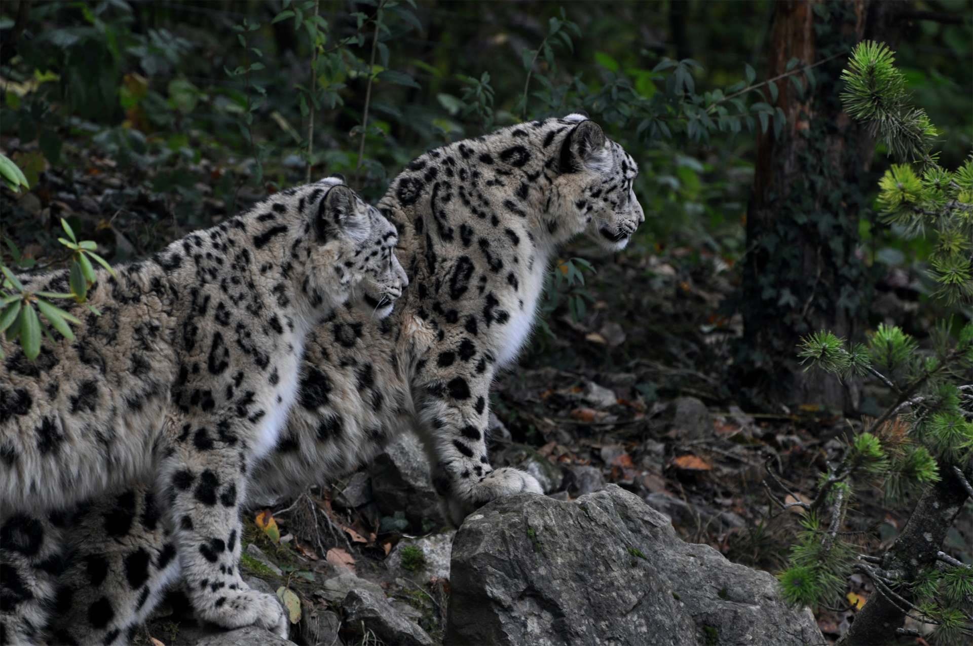 Two snow leopards endangered big cats of the Himalayas majestic and elegant