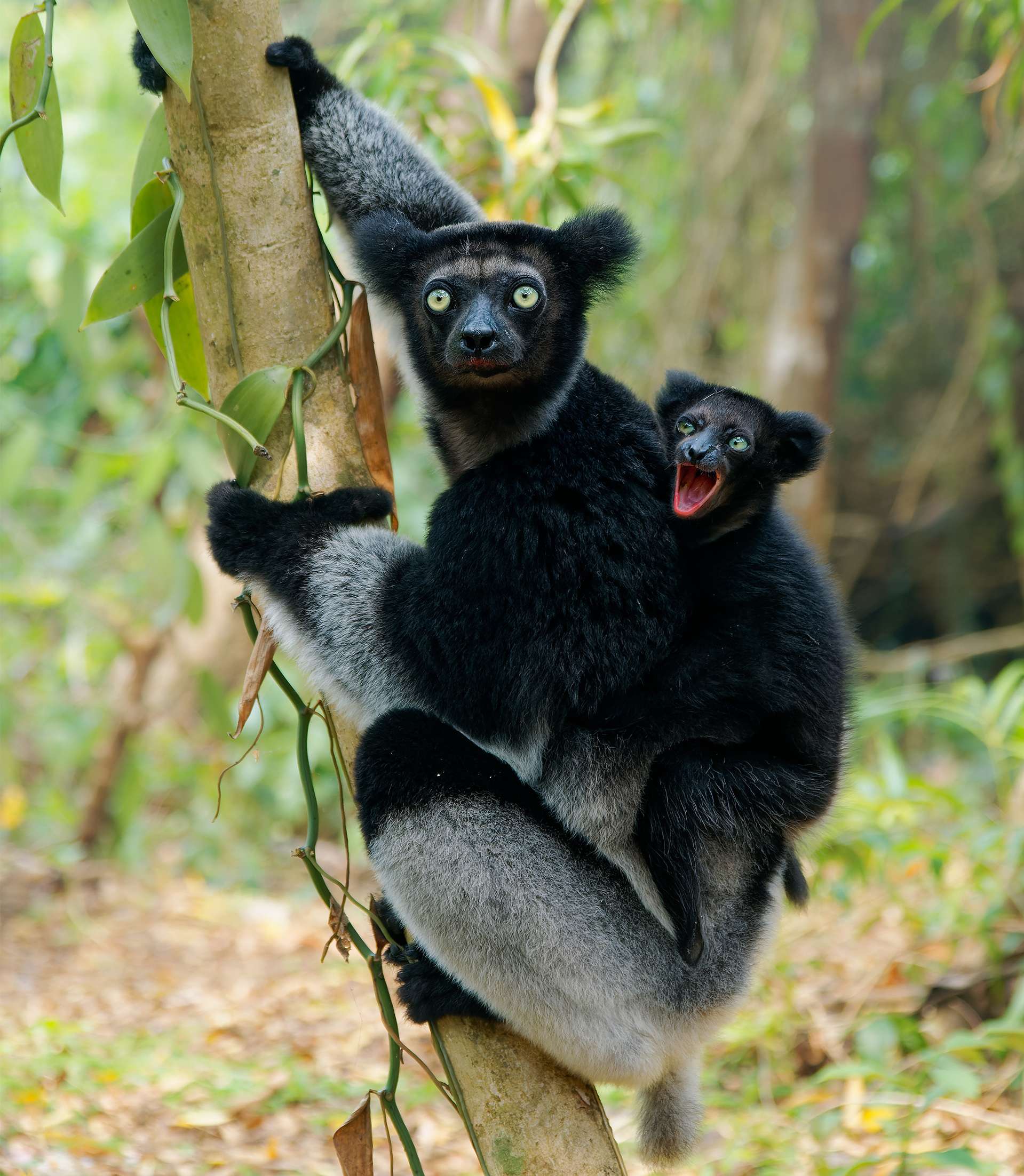 Indri indri with smiling baby - Babakoto the largest lemur of Madagascar has a black and white coat, climbing or clinging, moving through the canopy, herbivorous, feeding on leaves.