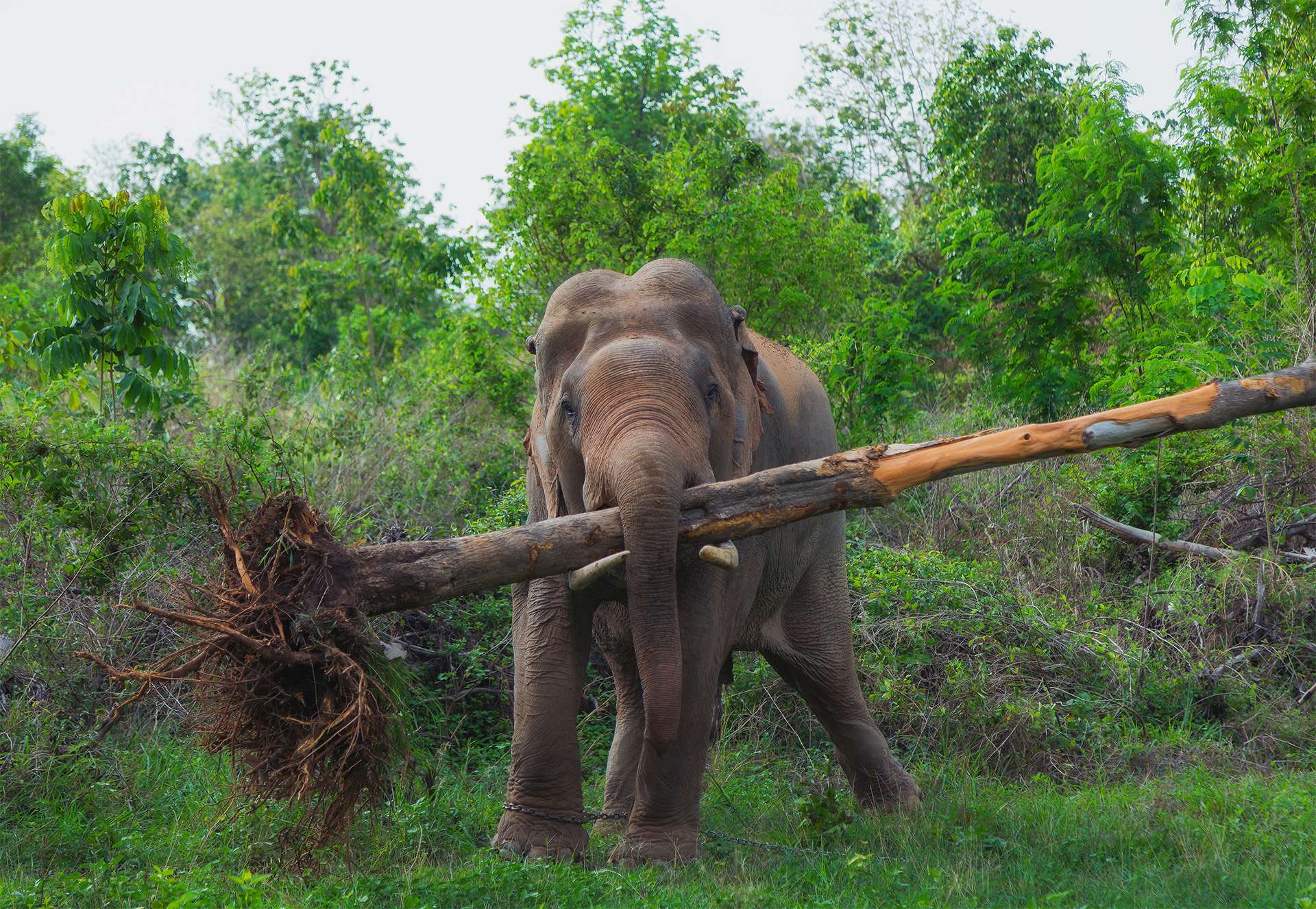 Ecosystem Engineers! This Asian elephant demonstrates its strength and intelligence. Lifts tree trunk and roots