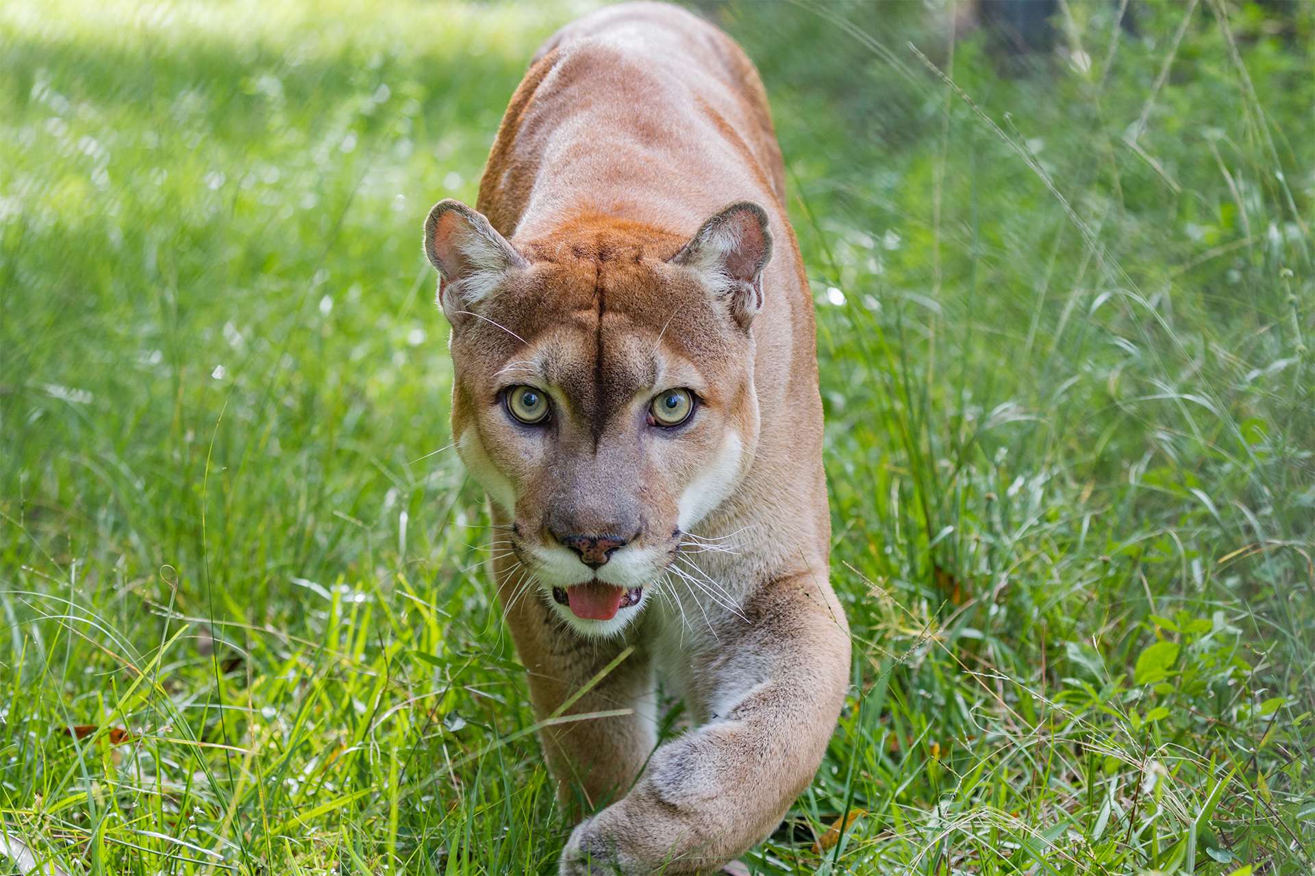 Florida Panther walks through high grass