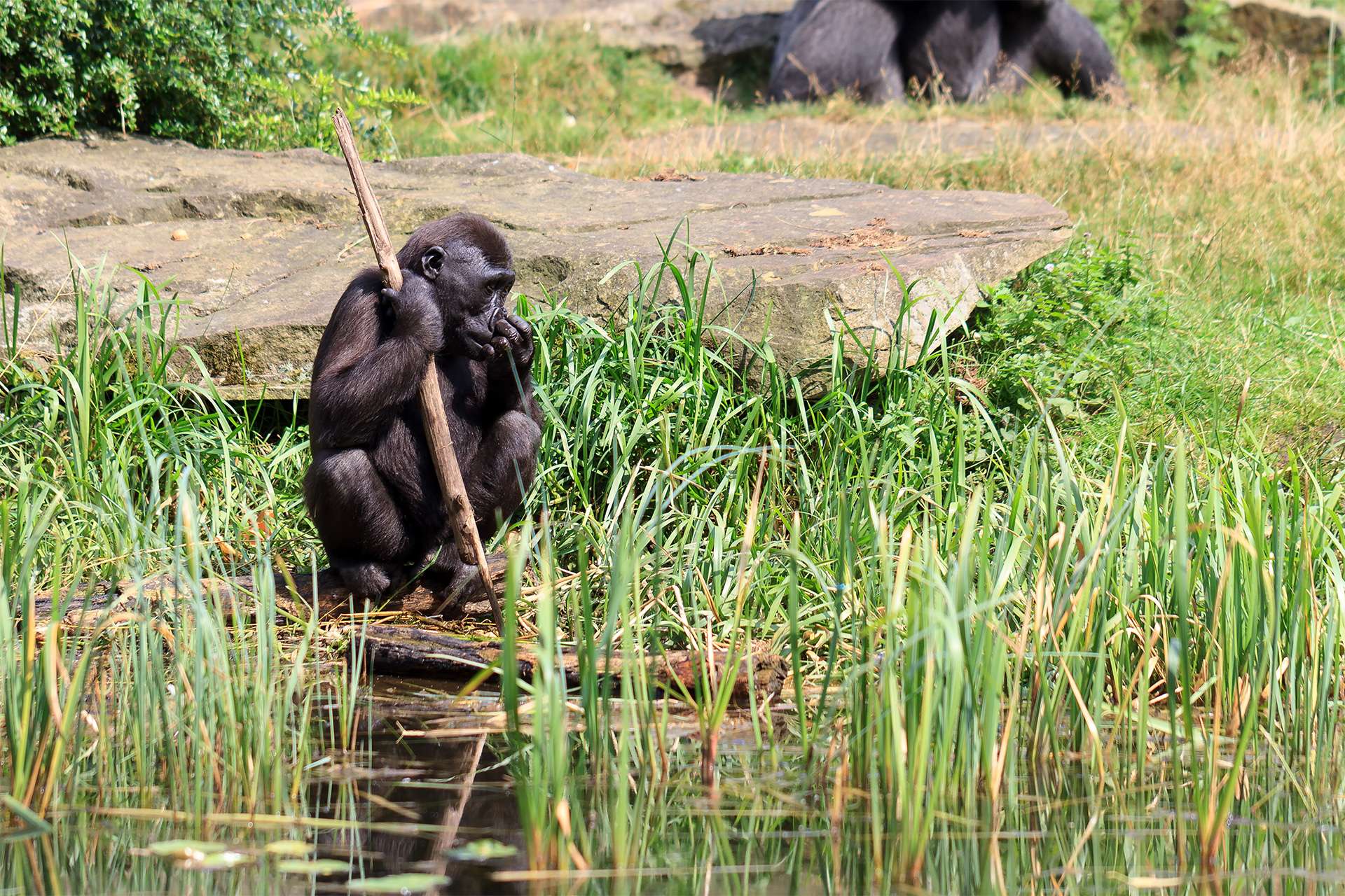 Western lowland gorilla (Gorilla gorilla gorilla) using a stick as a tool at the shore of a pond in the afternoon