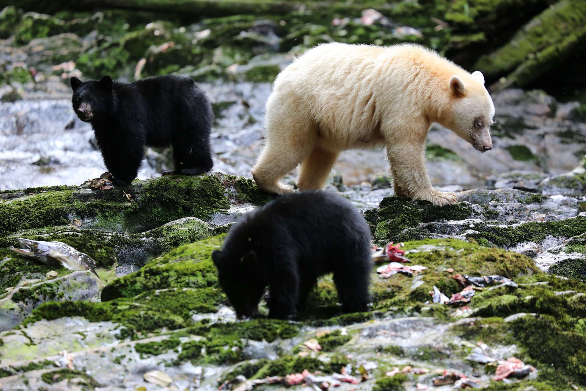 Spirit bears British Columbia Canada North America