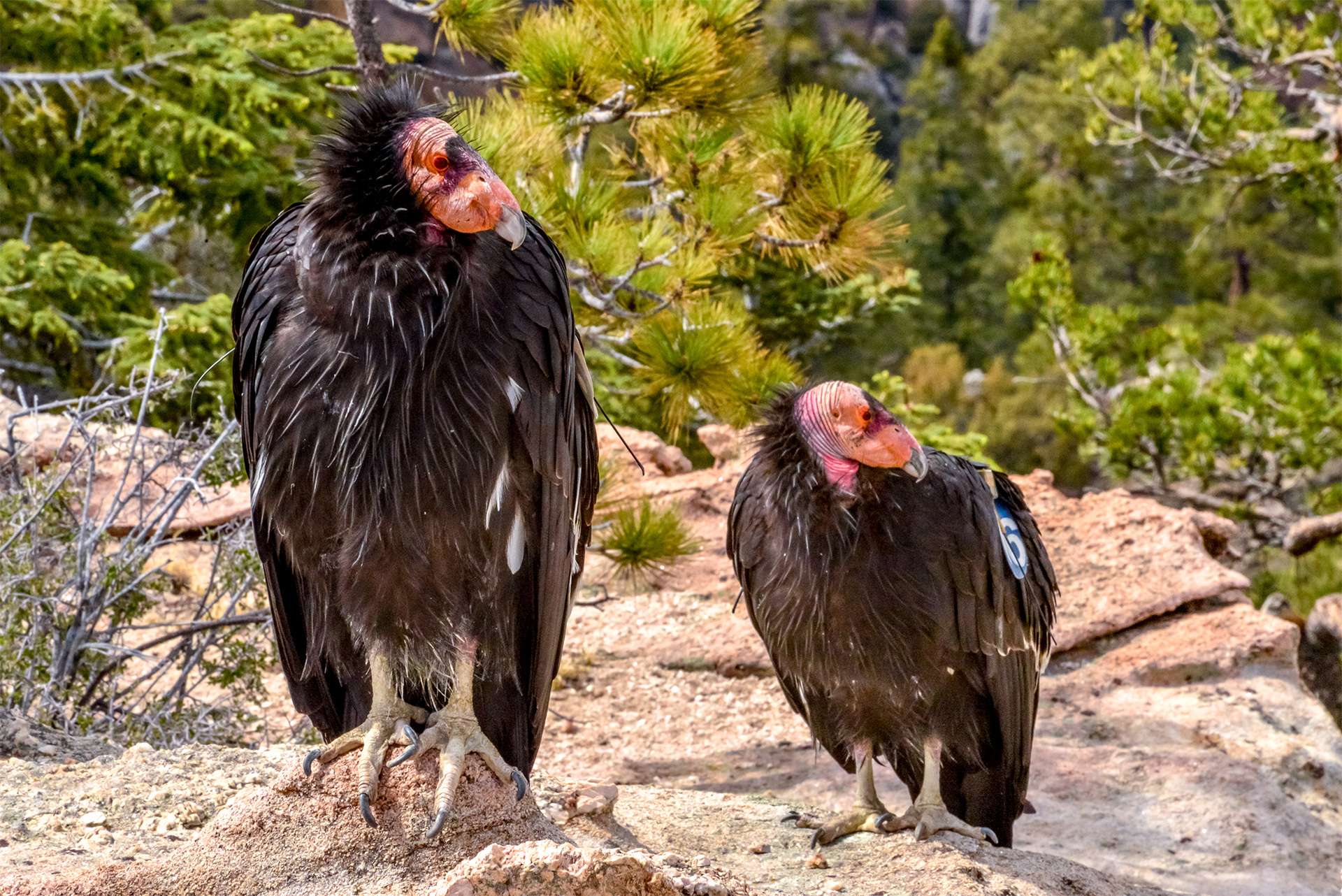 The great California condor Two condors