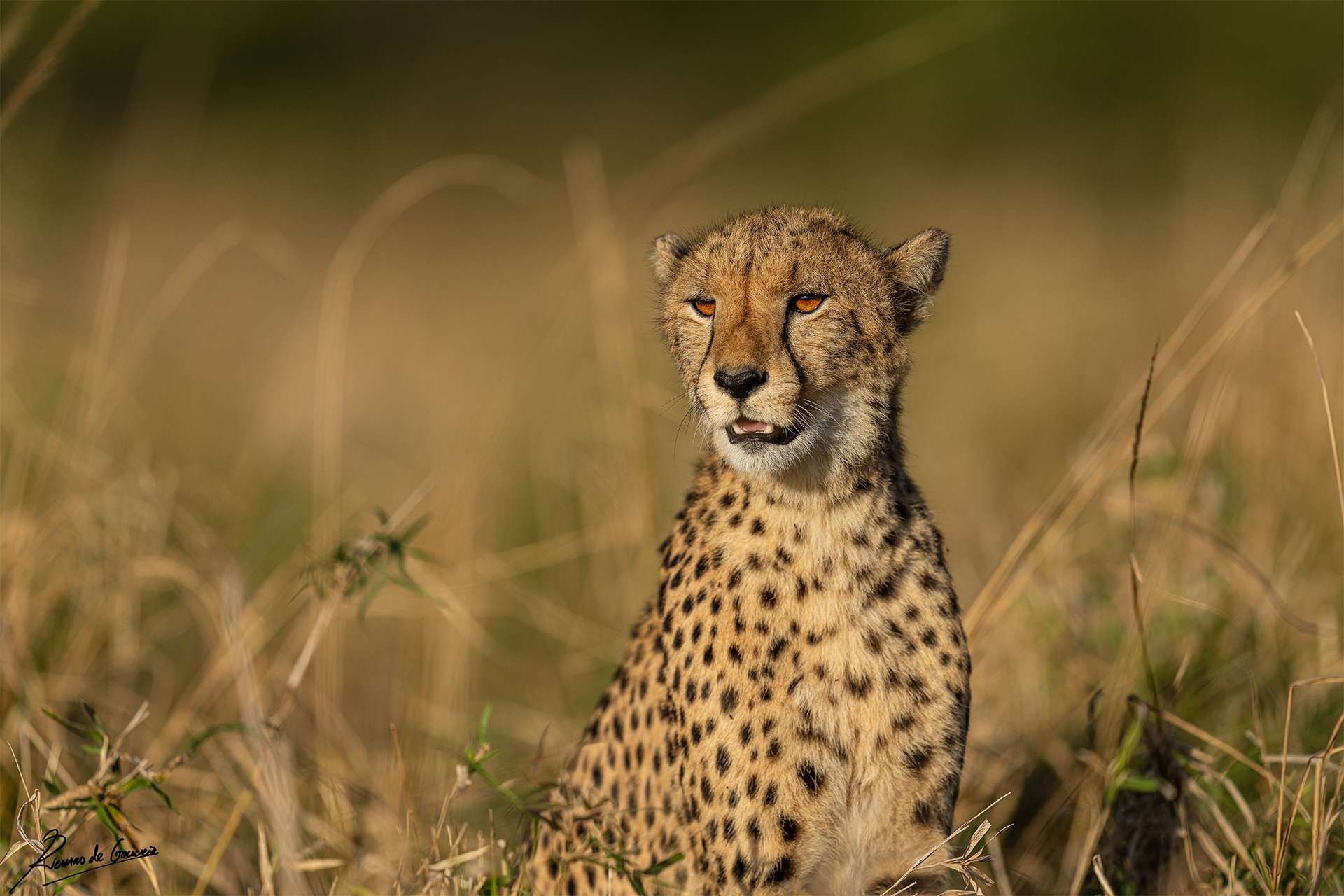 Cheetah calls out to cubs from between tall grasses of africa savanna 