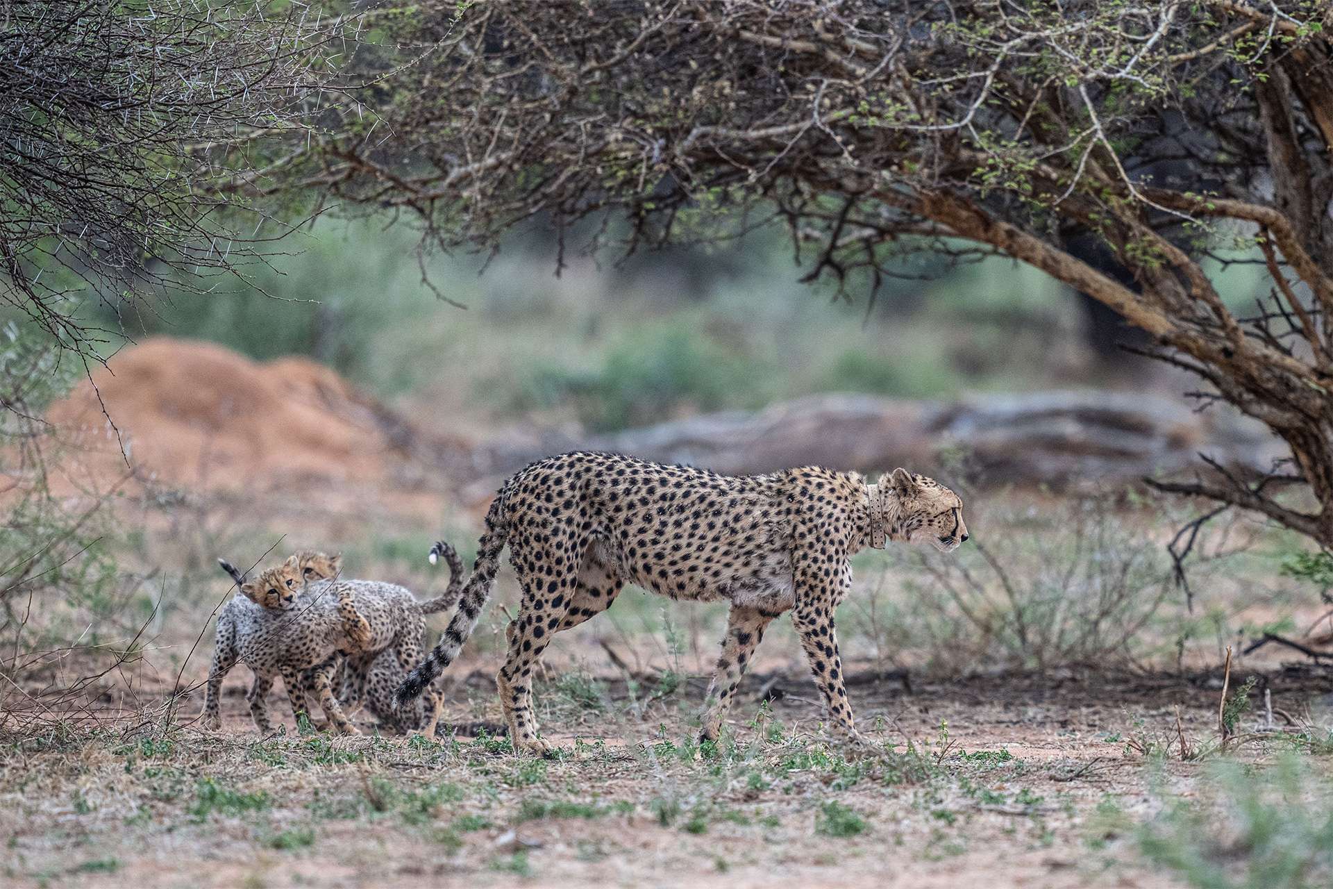 Mother cheetah with tracking collar raises two playful cubs
