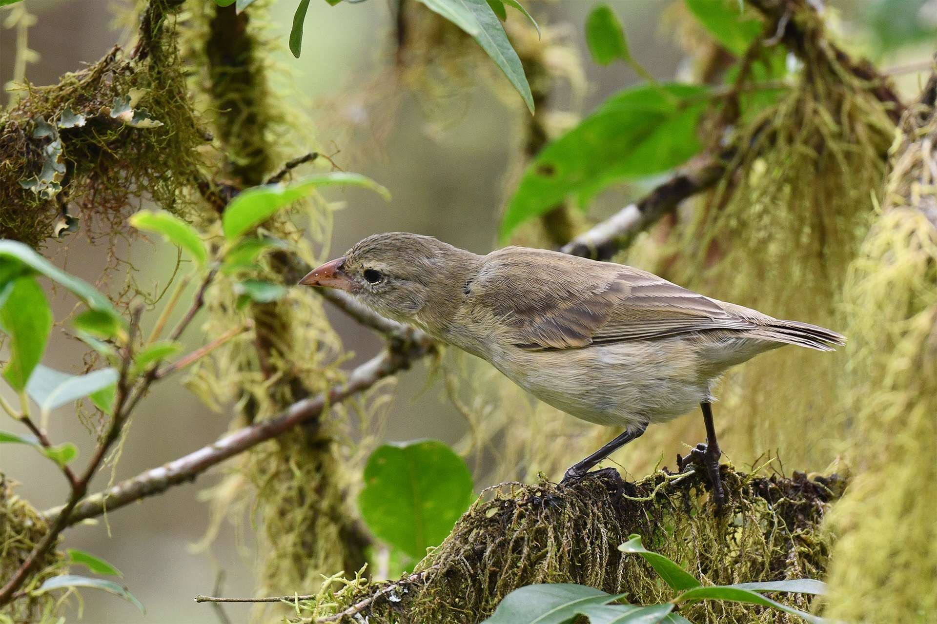 Woodpecker Finch (Camarhynchus pallidus) on Santa Cruz island in the Galapagos islands.