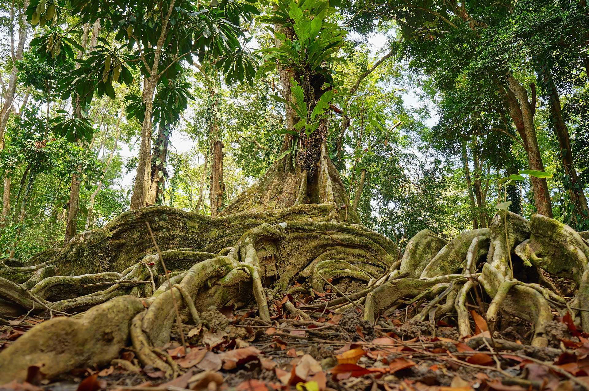 tropical tree and roots in the jungle of Costa Rica Rain forest conservation