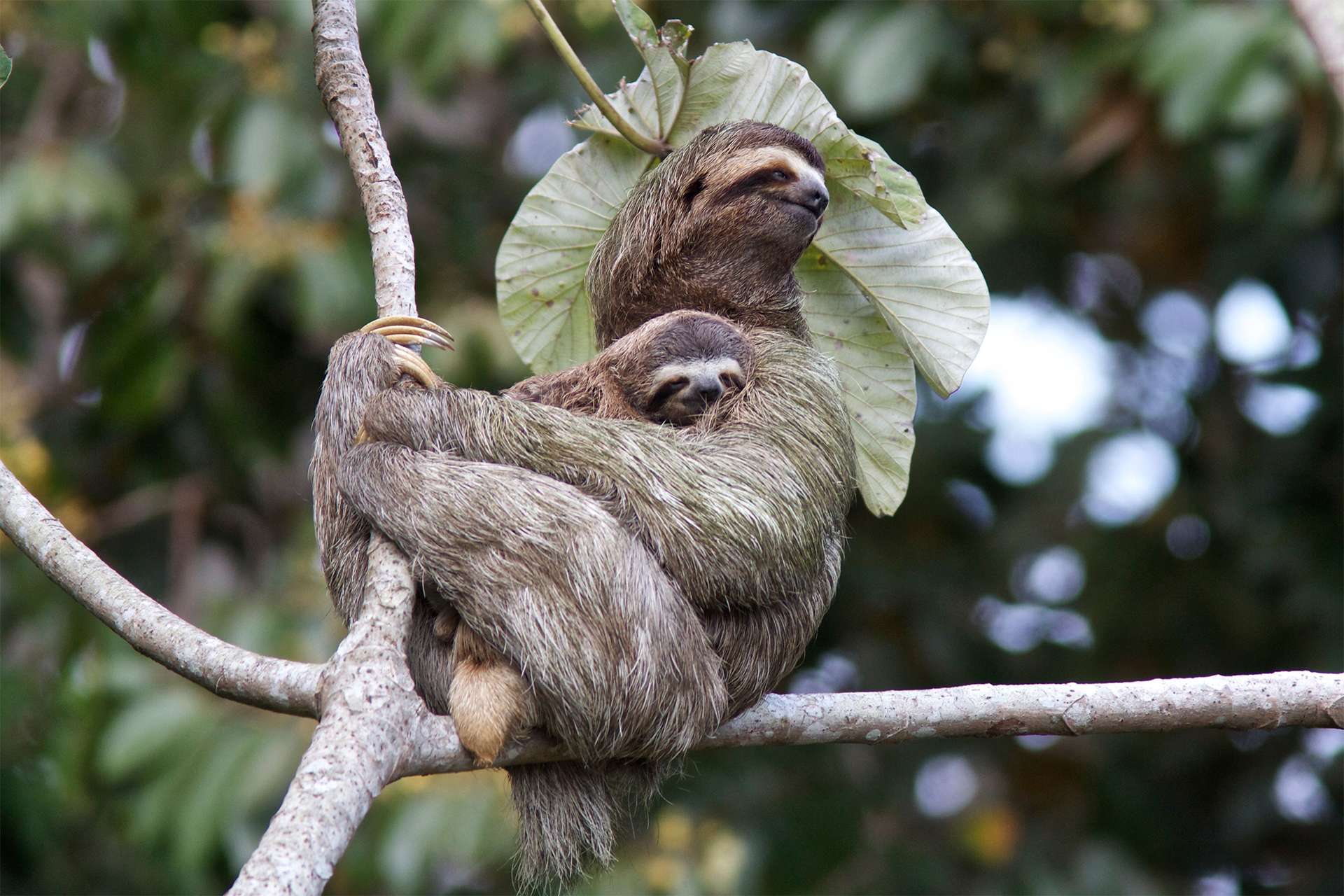 Costa Rica three-toed sloth And baby