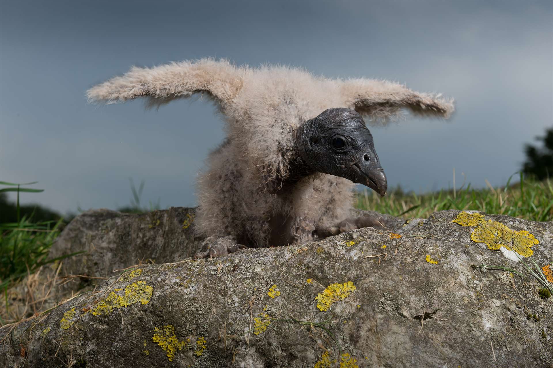 Baby condor endangered species