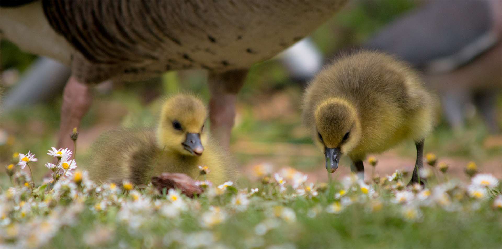 Baby Greylag goose goslings eating daisies in a meadow during spring at the wildfowl and wetlands trust visitor centre at Slimbridge, UK